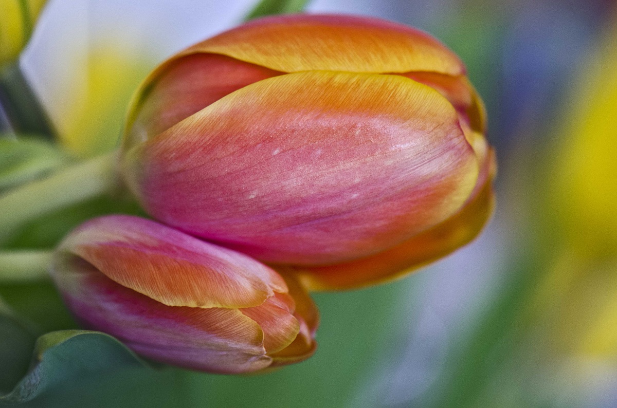 Tulip