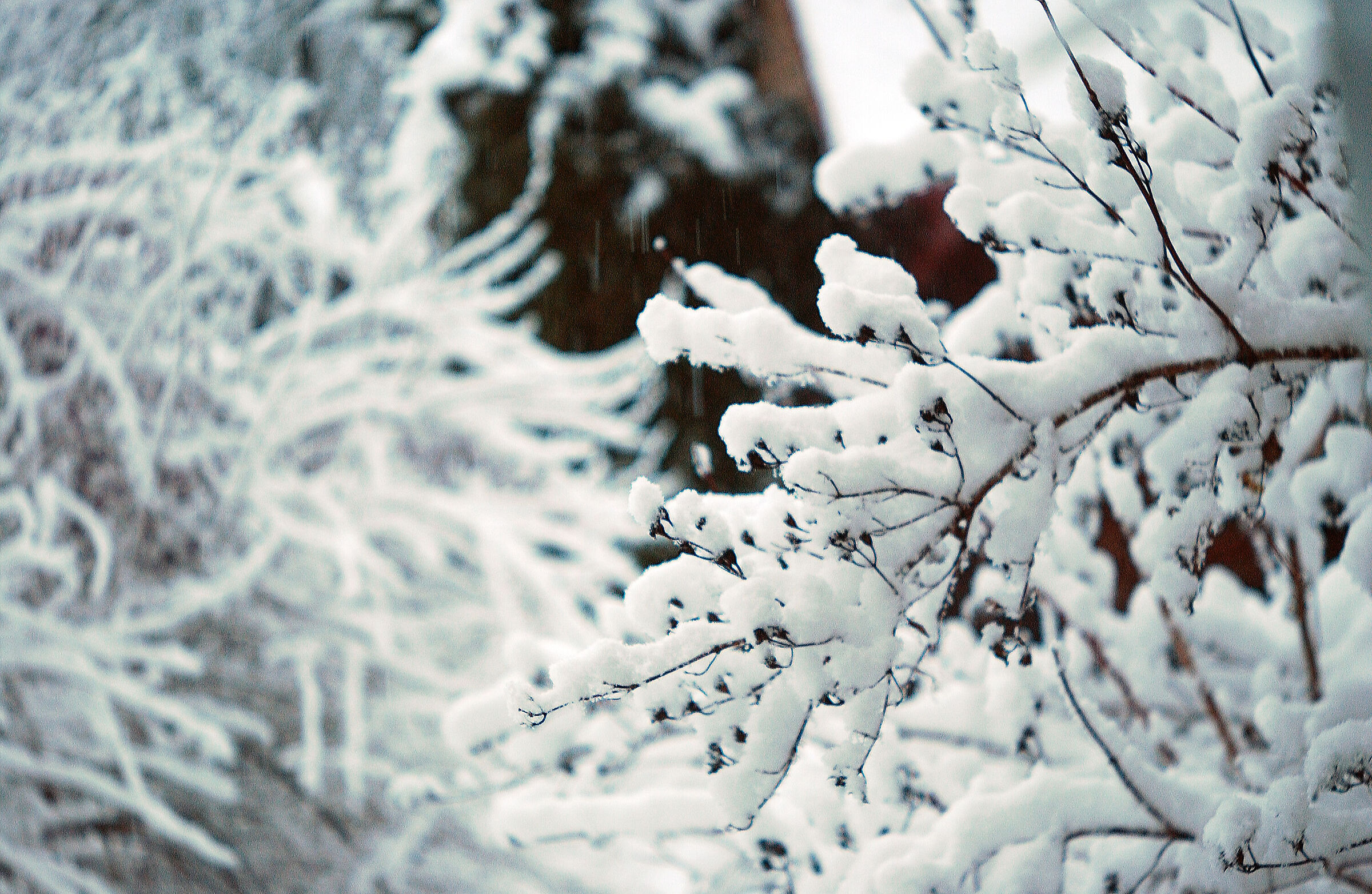 Holdings of a Snow Queen
