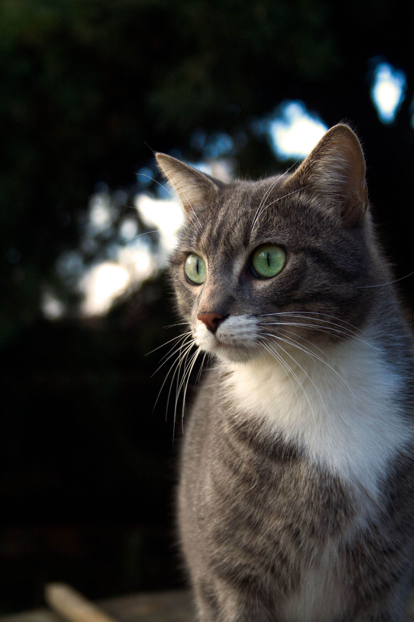 La foresta dentro i tuoi occhi