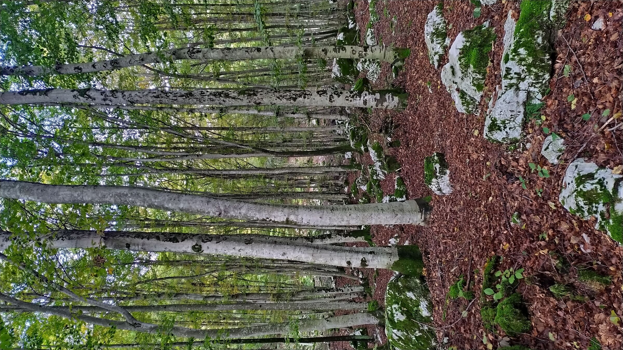 Beech