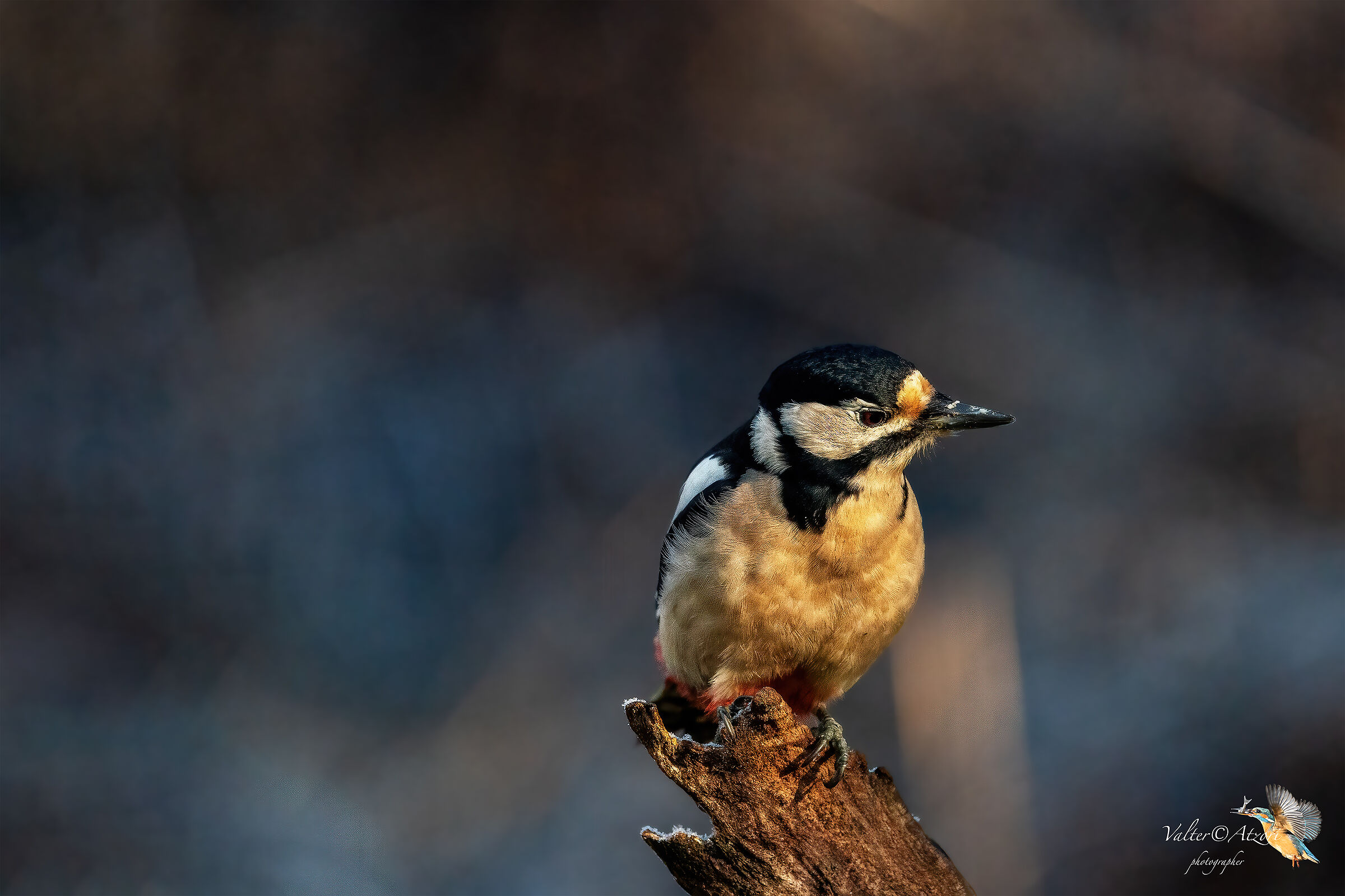 Greater Red Woodpecker
