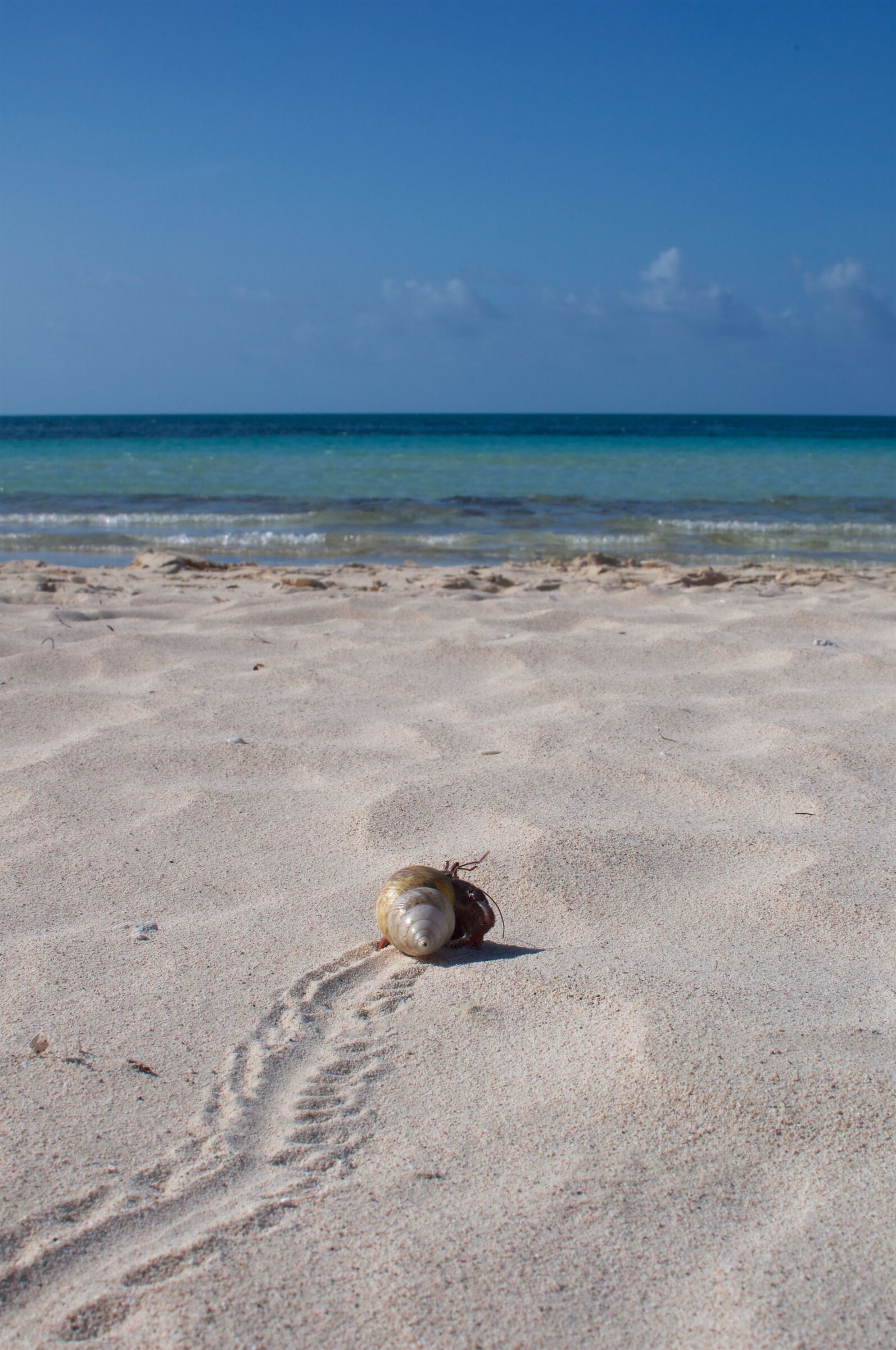 Paguro a Cayo Coco (Cuba)