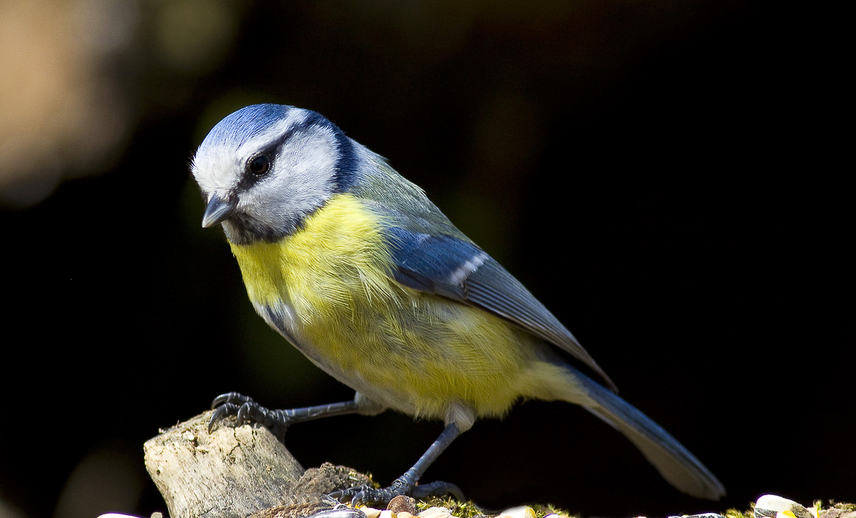charming blue tit