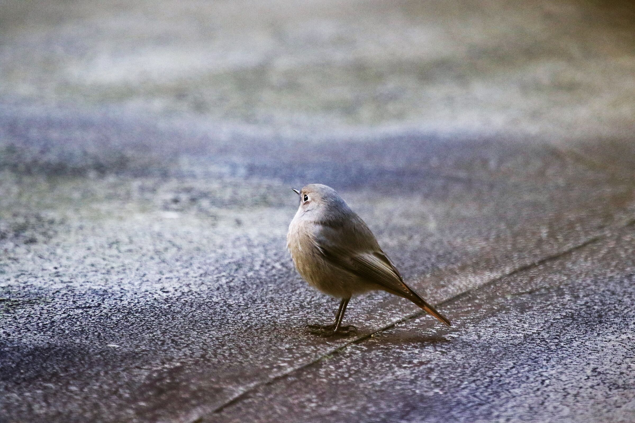 codirosso fireplace sweep