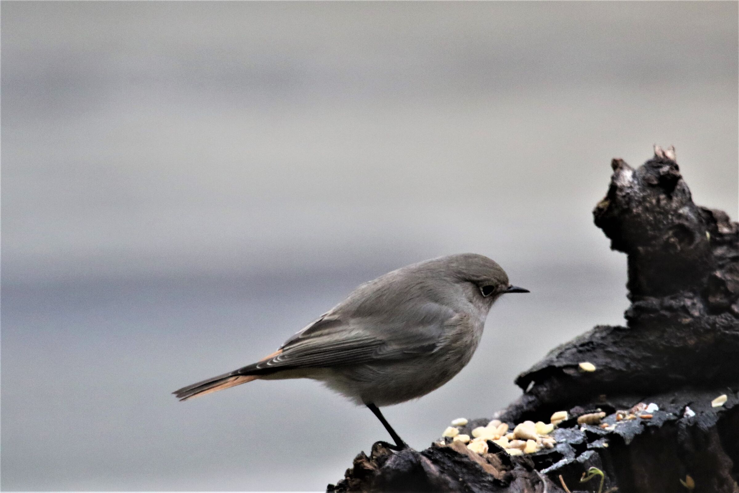 codirosso fireplace sweep