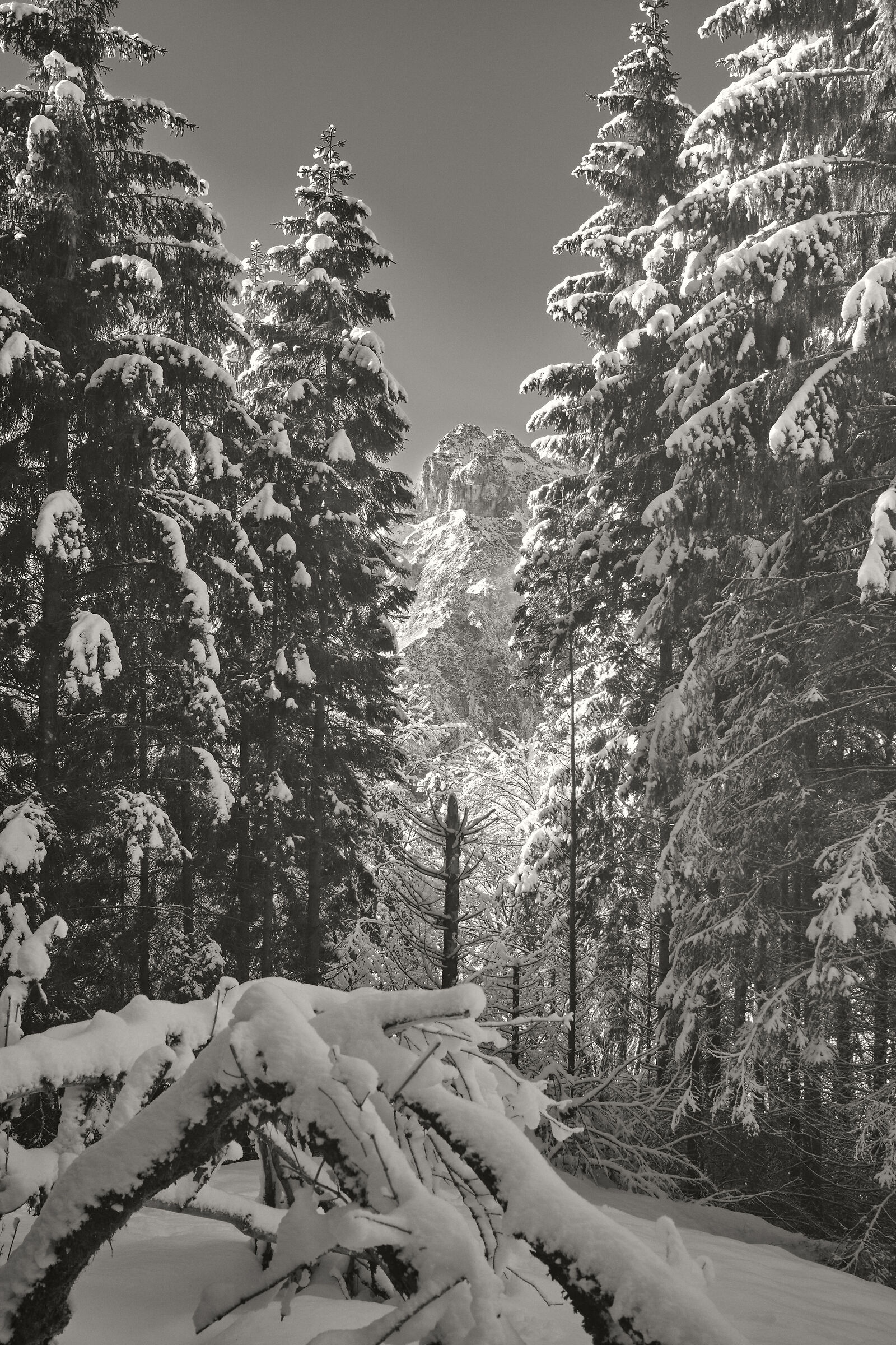 the woods and snow 2