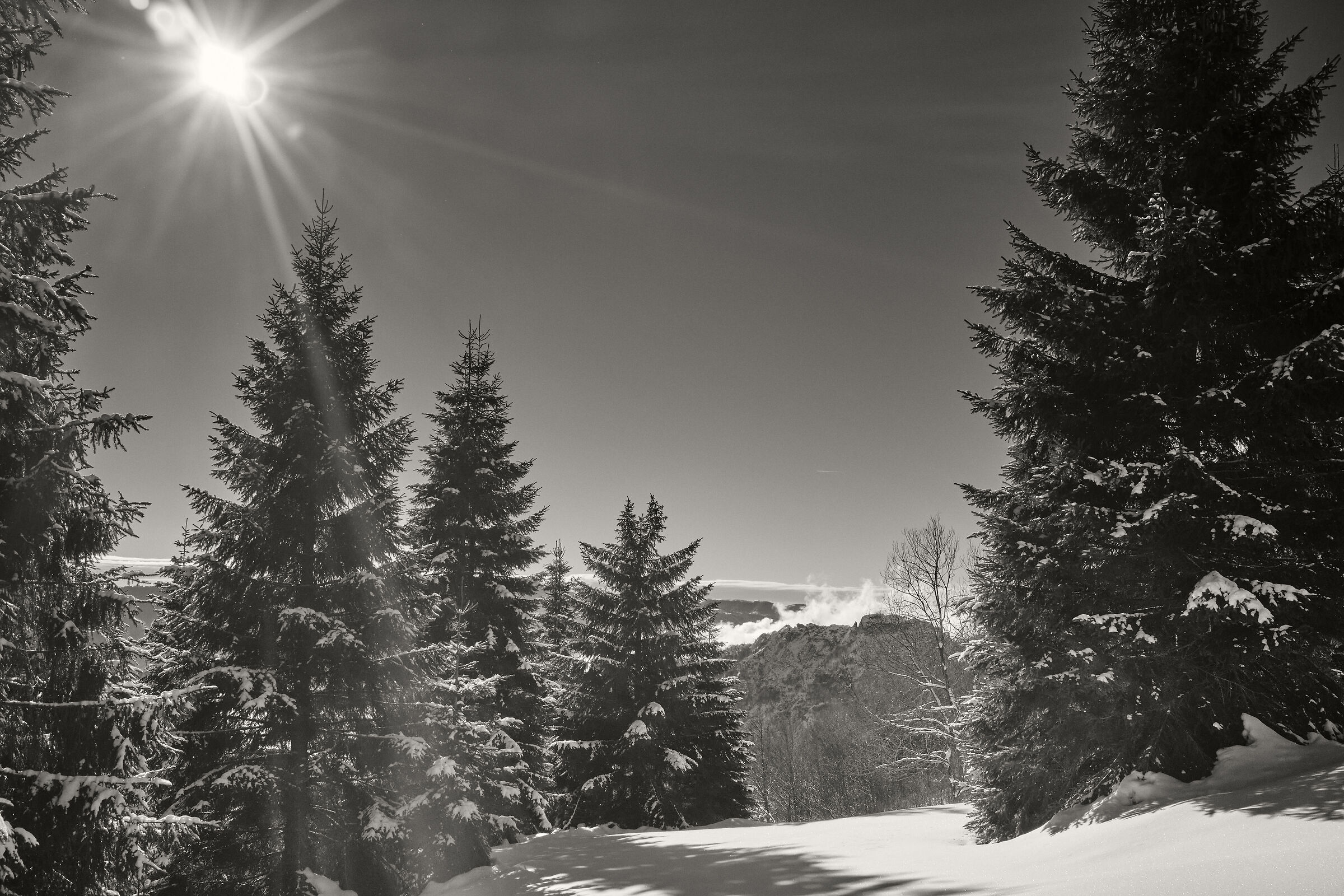 the woods and the snow