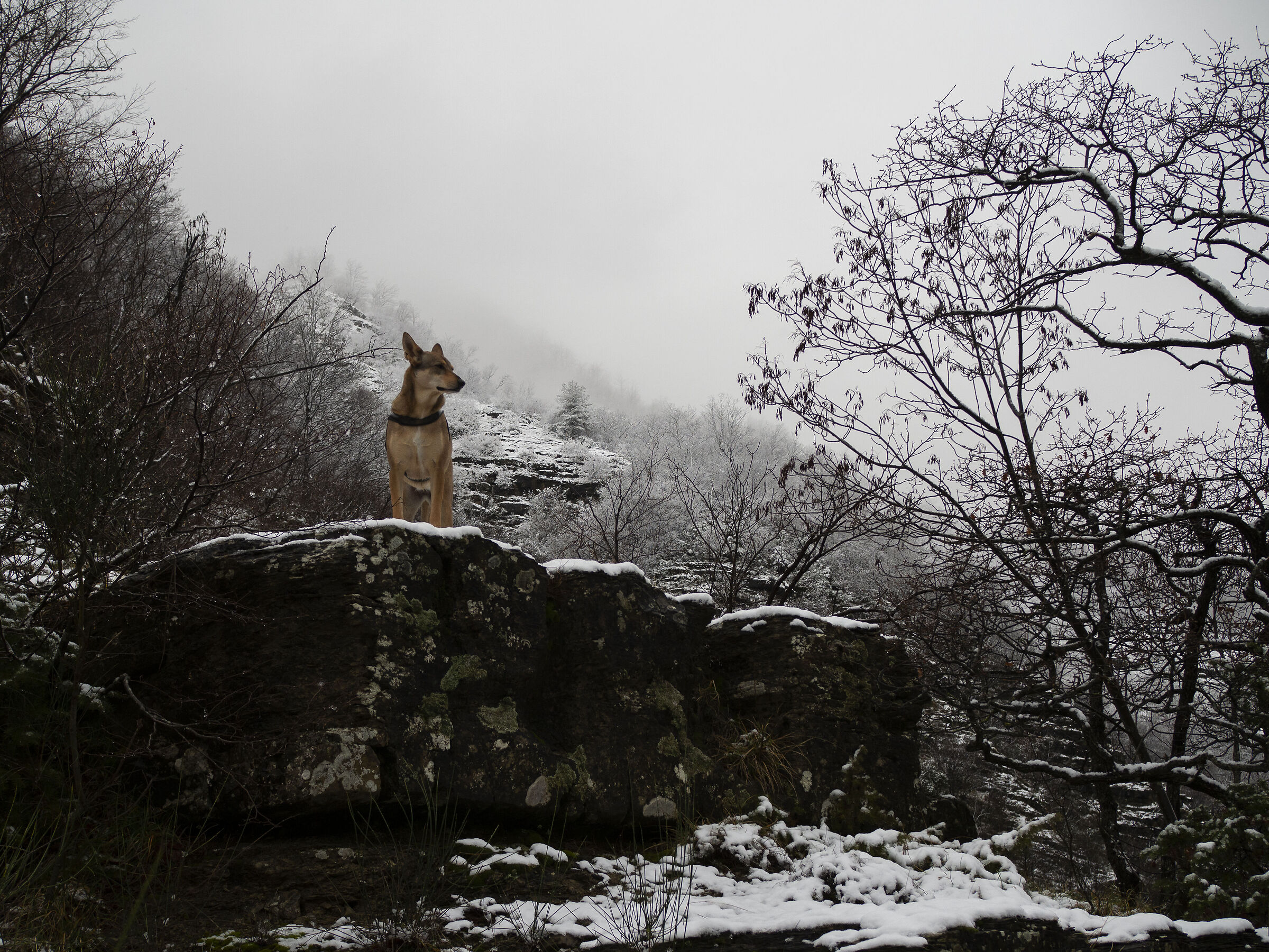 Watch out for the wolf (Czechoslovak)!