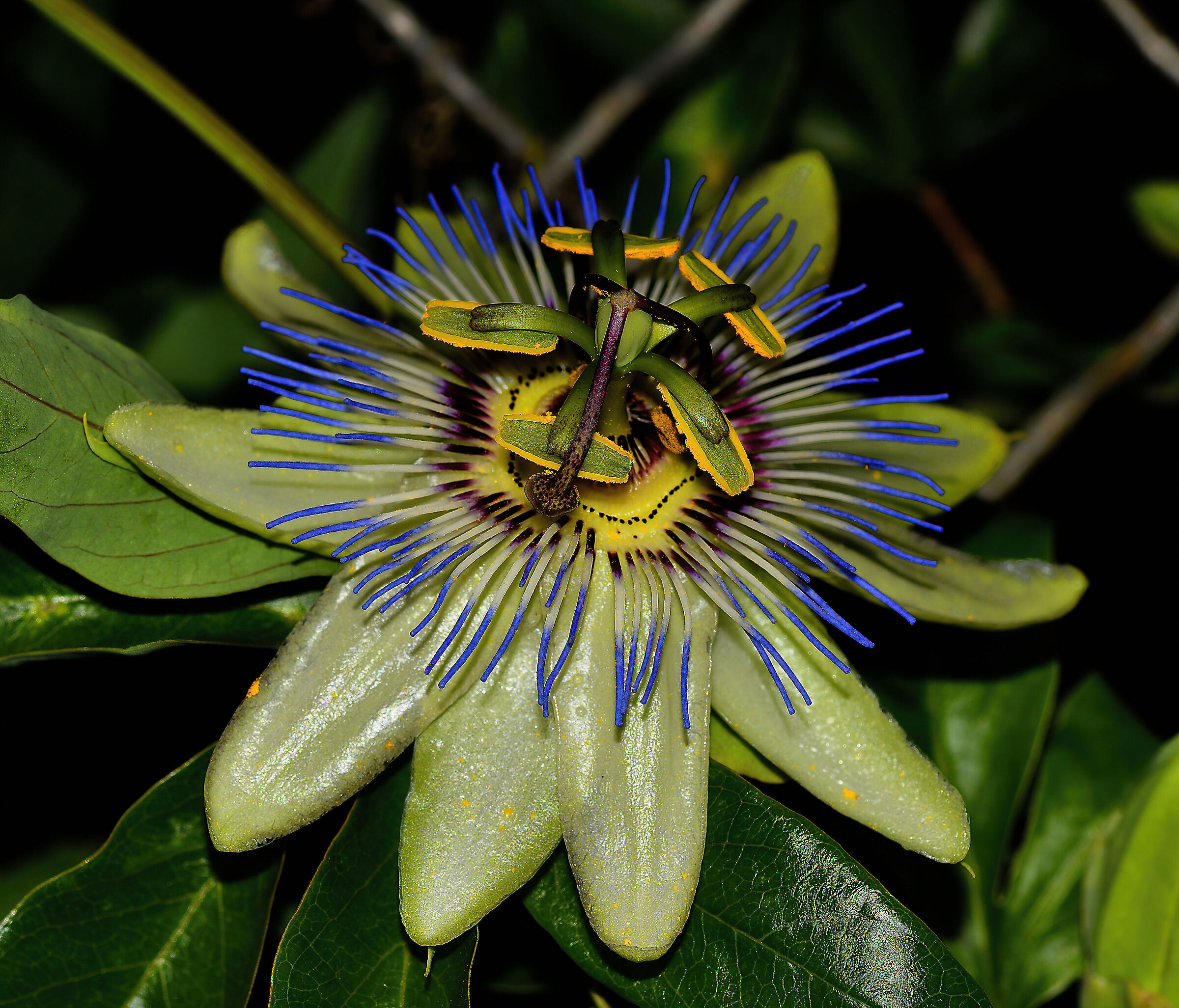 Passiflora caerulea L. n.2