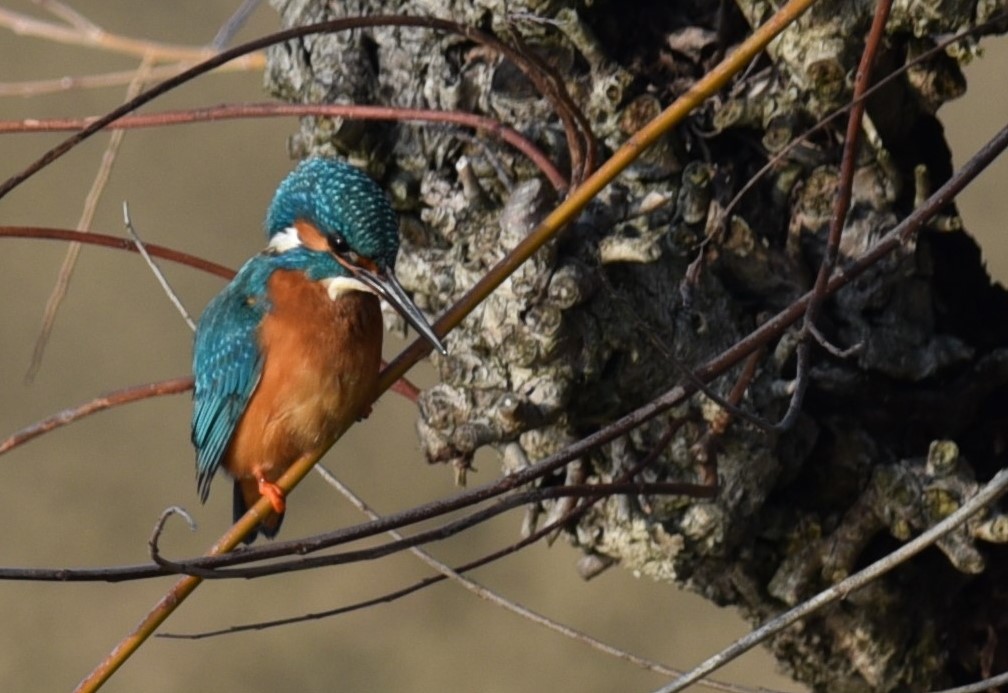 Kingfisher in the middle of winter