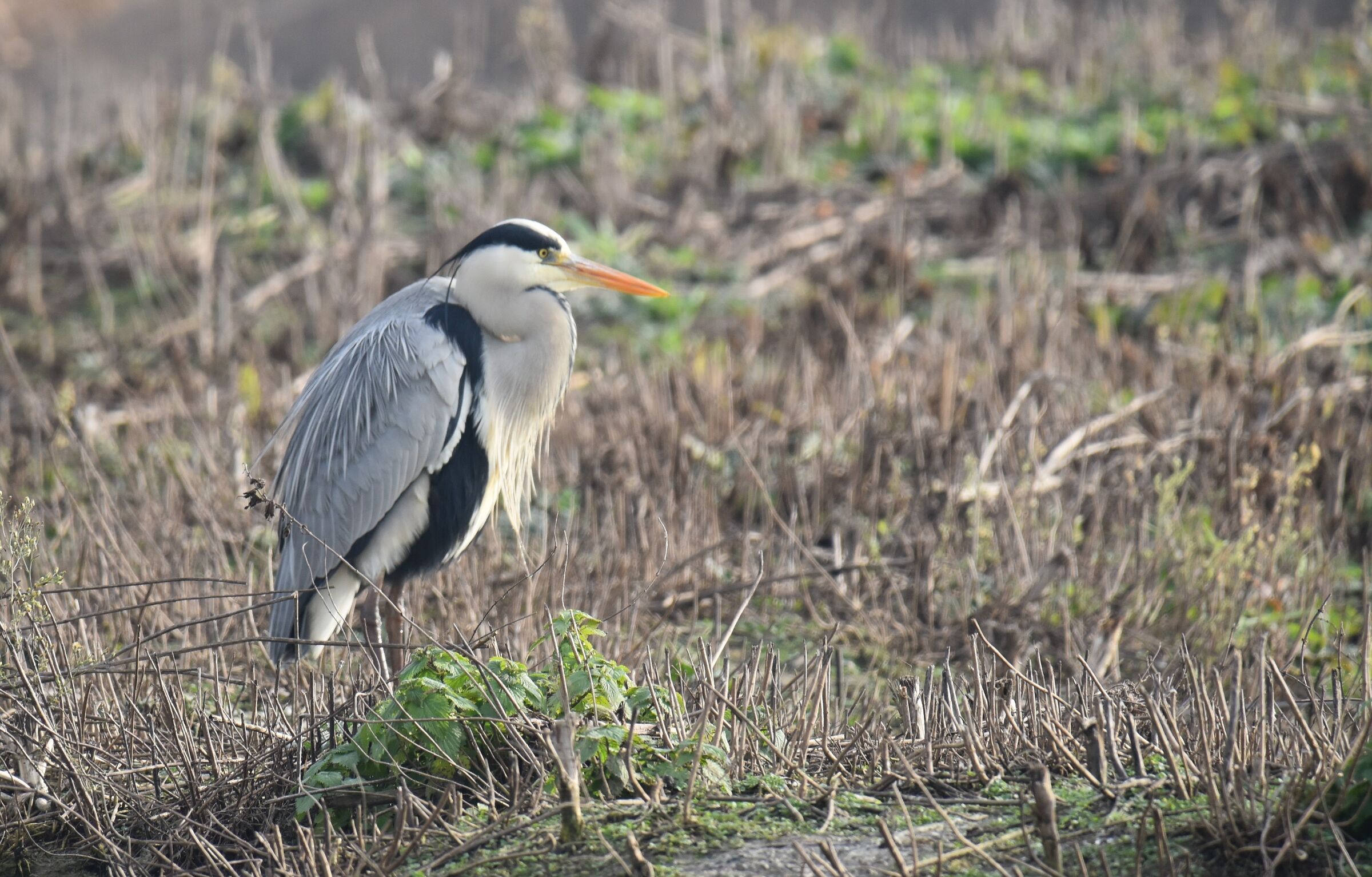 cinerino heron