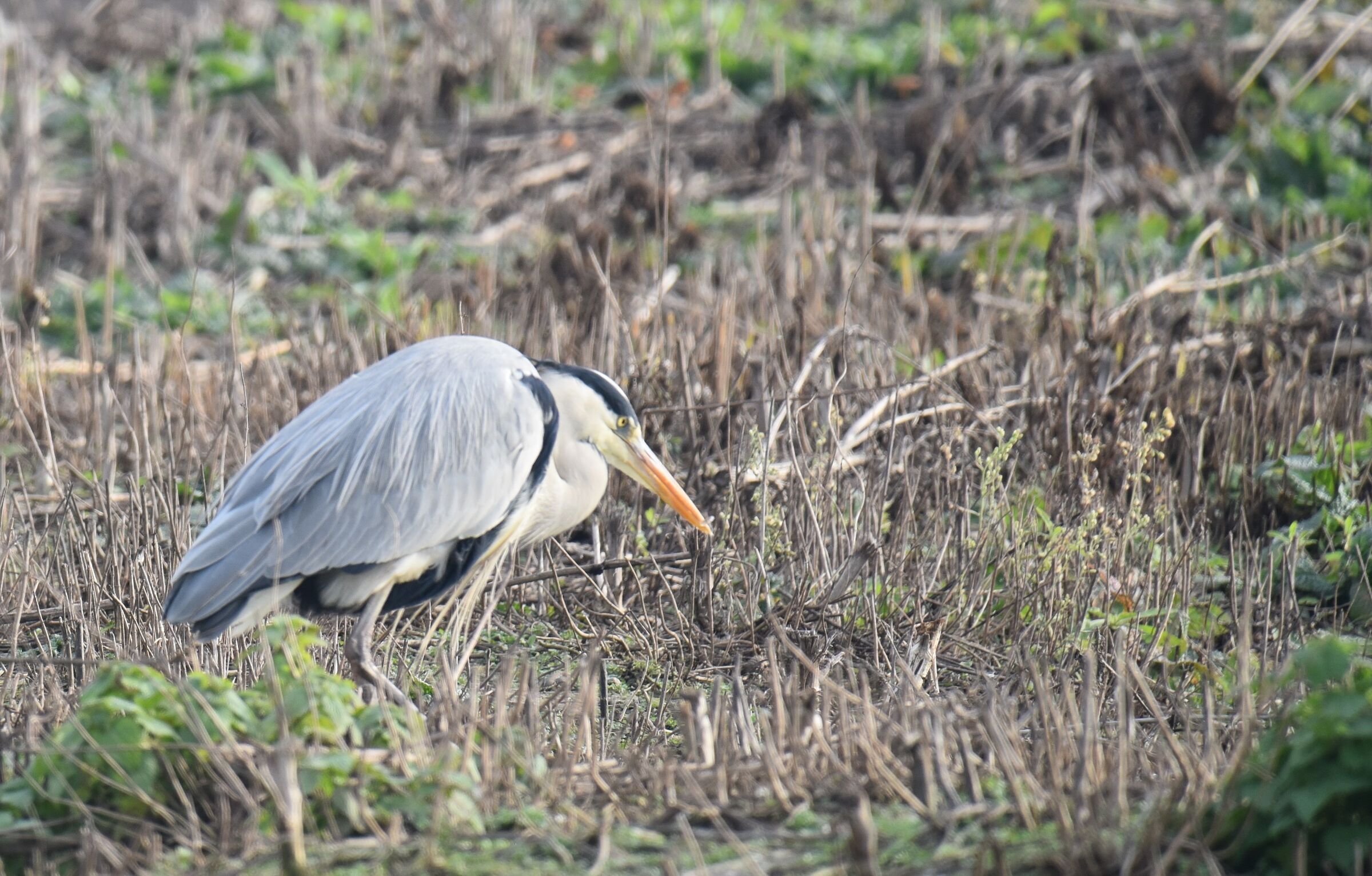 cinerino heron