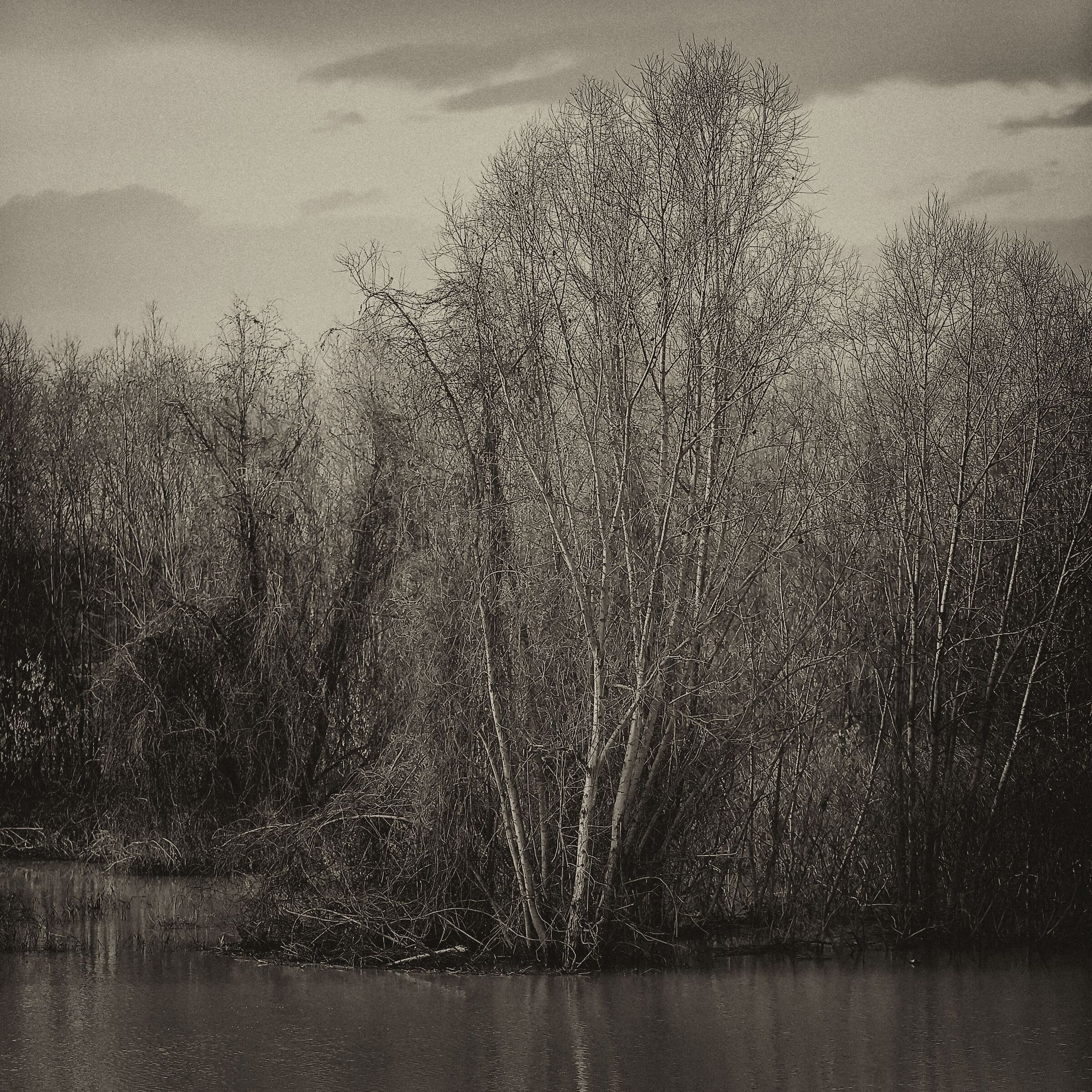 29/12/2020 - Rhine River Golenal Area