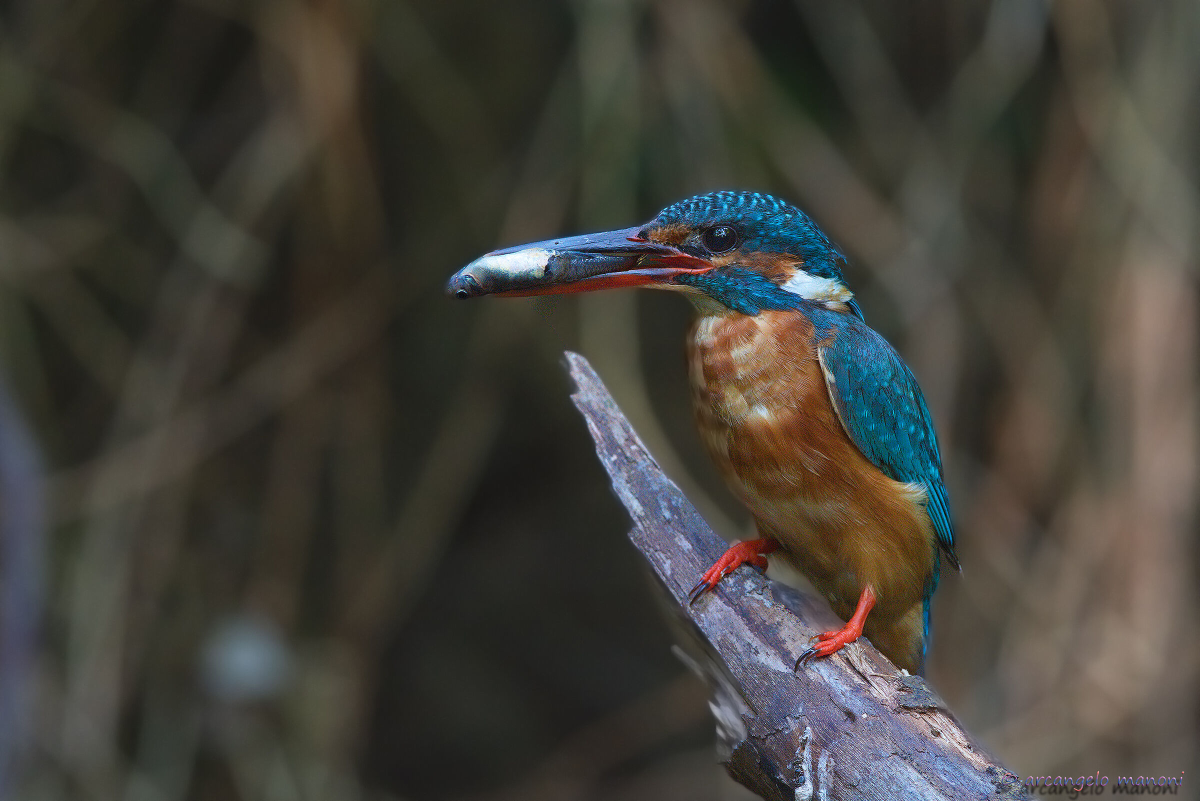 Amarcord summer 2019