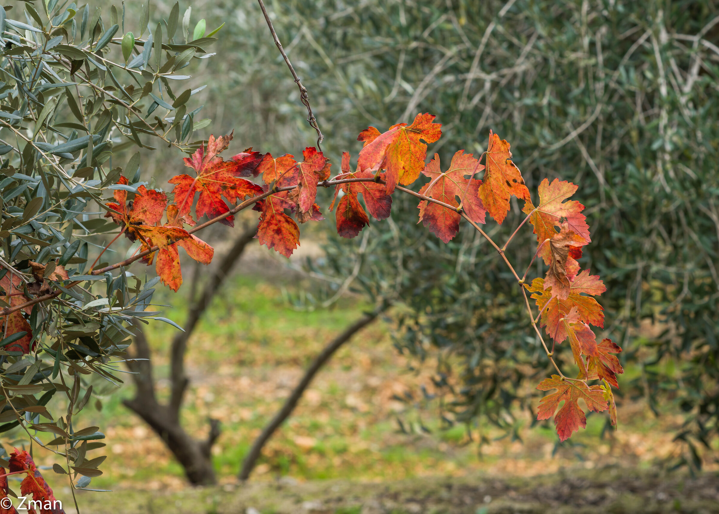 Colori e trame dell'autunno