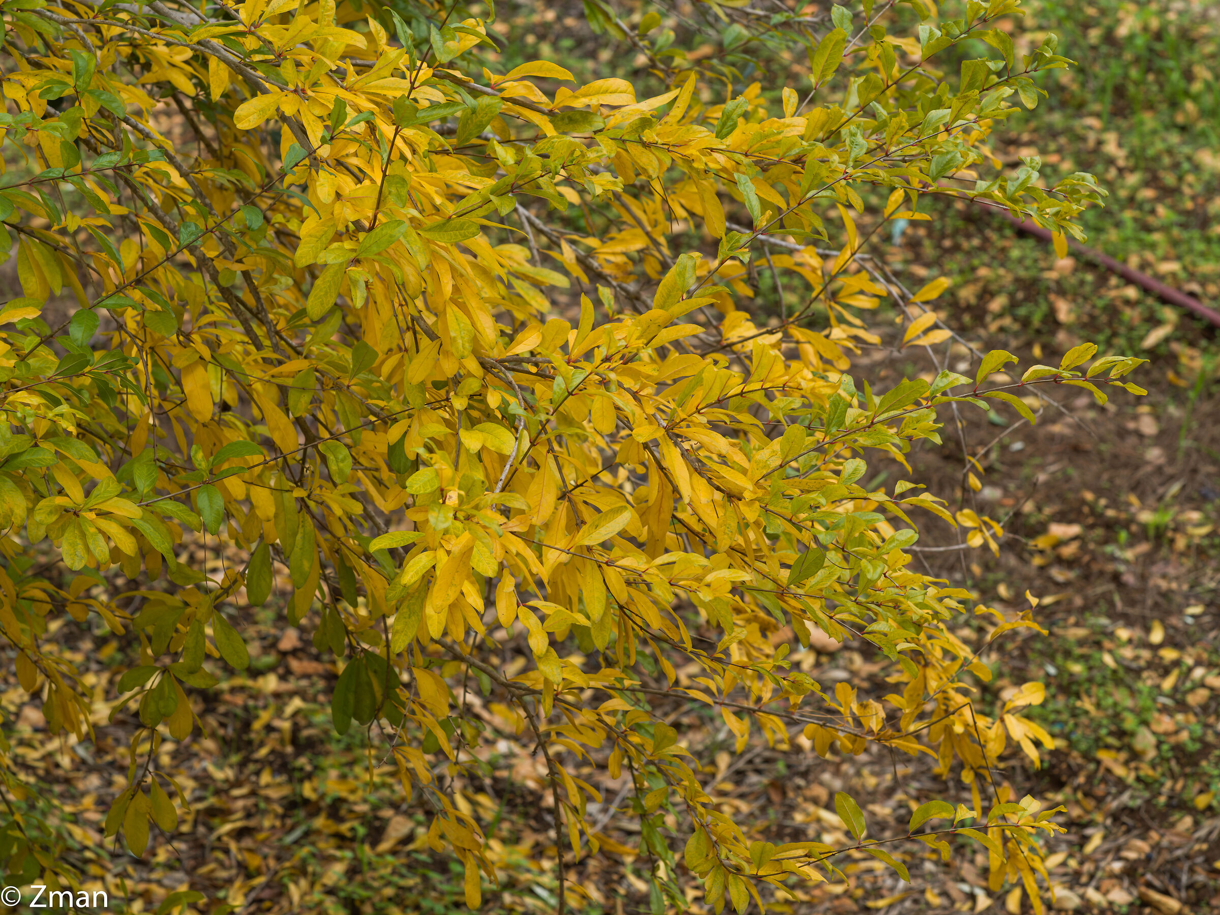 Colori e trame dell'autunno