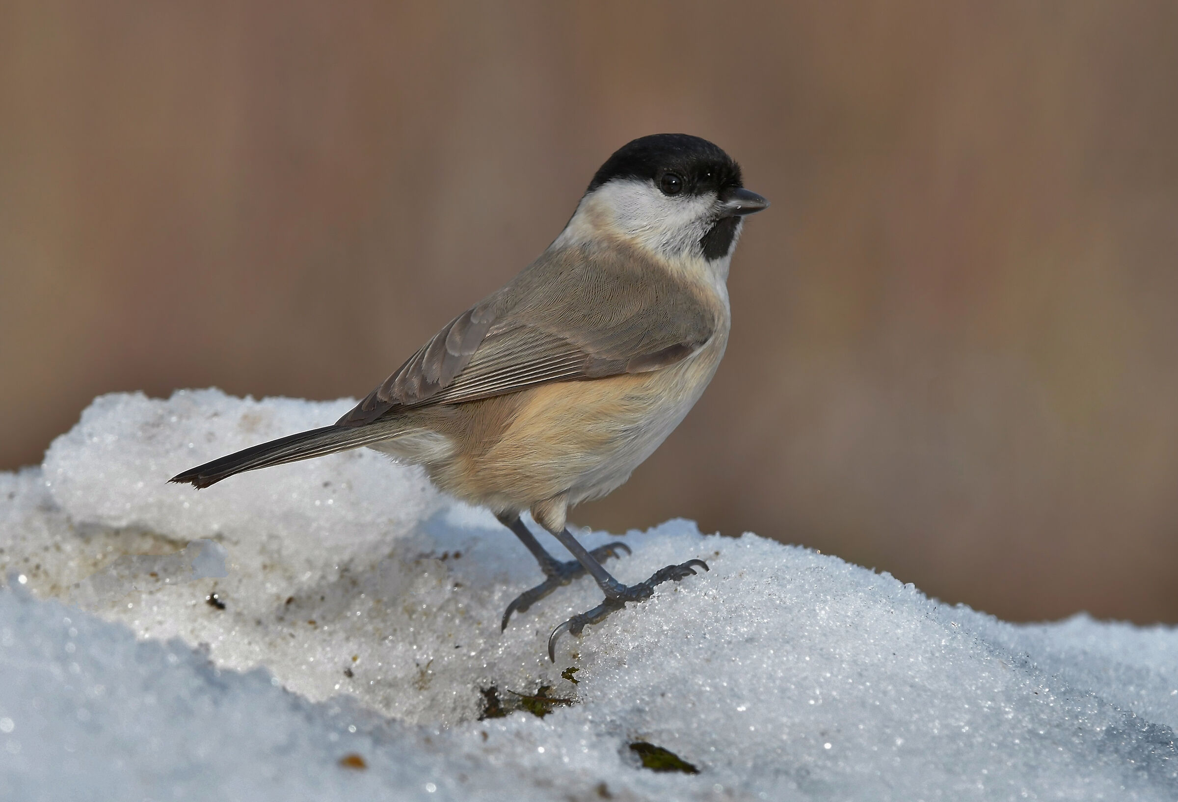 La piccolina sulla neve