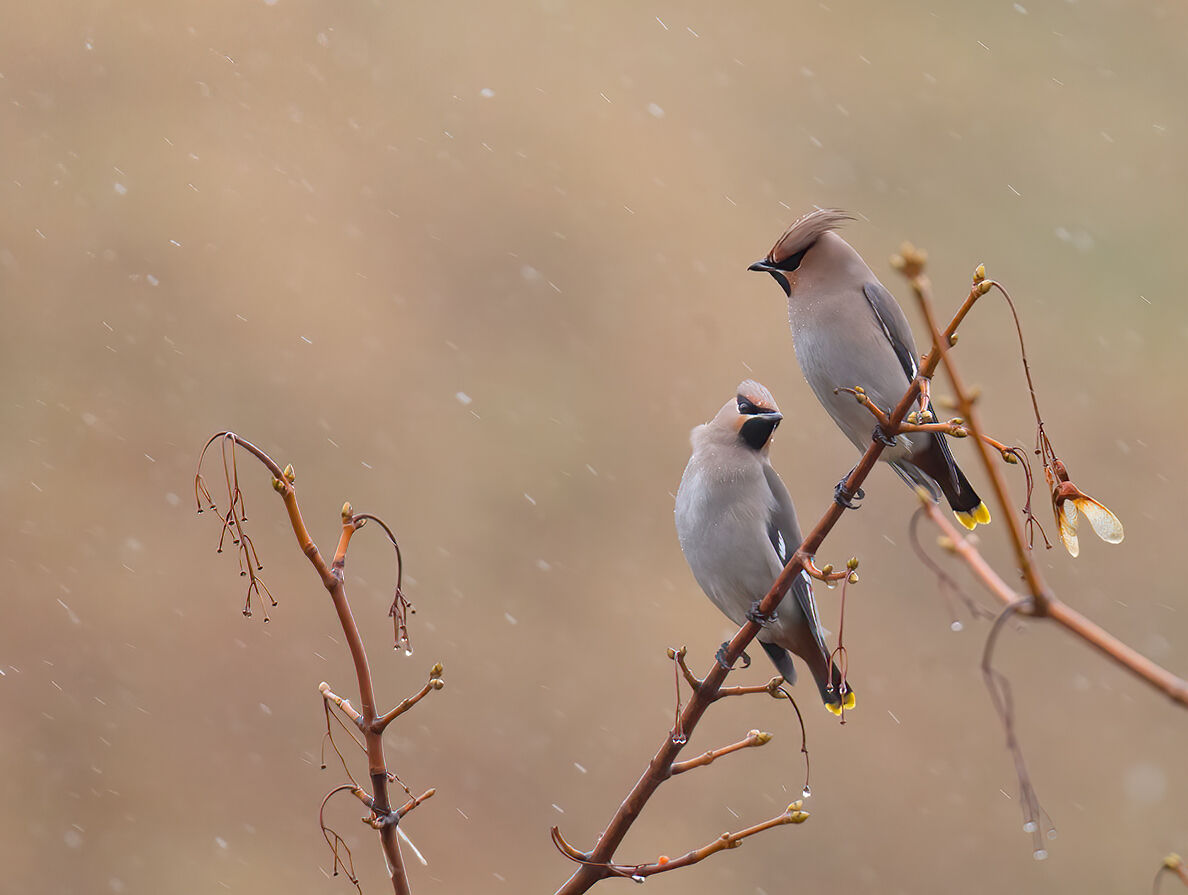 Pair Of Beccofrusoni under the snow