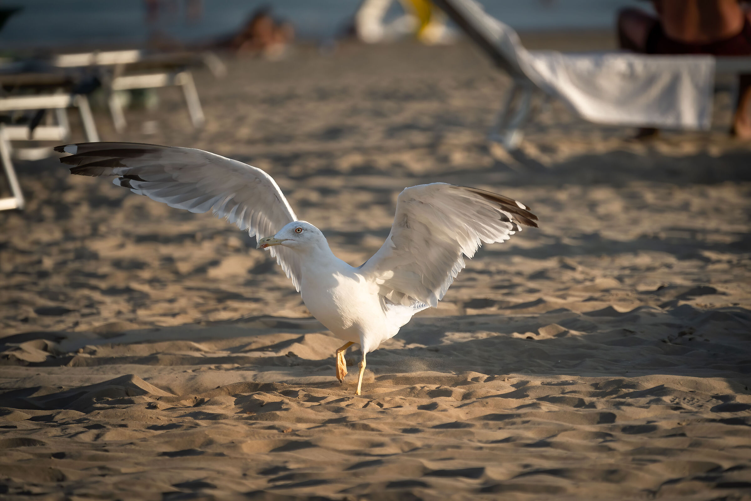 Beaches (Caorle Italy)