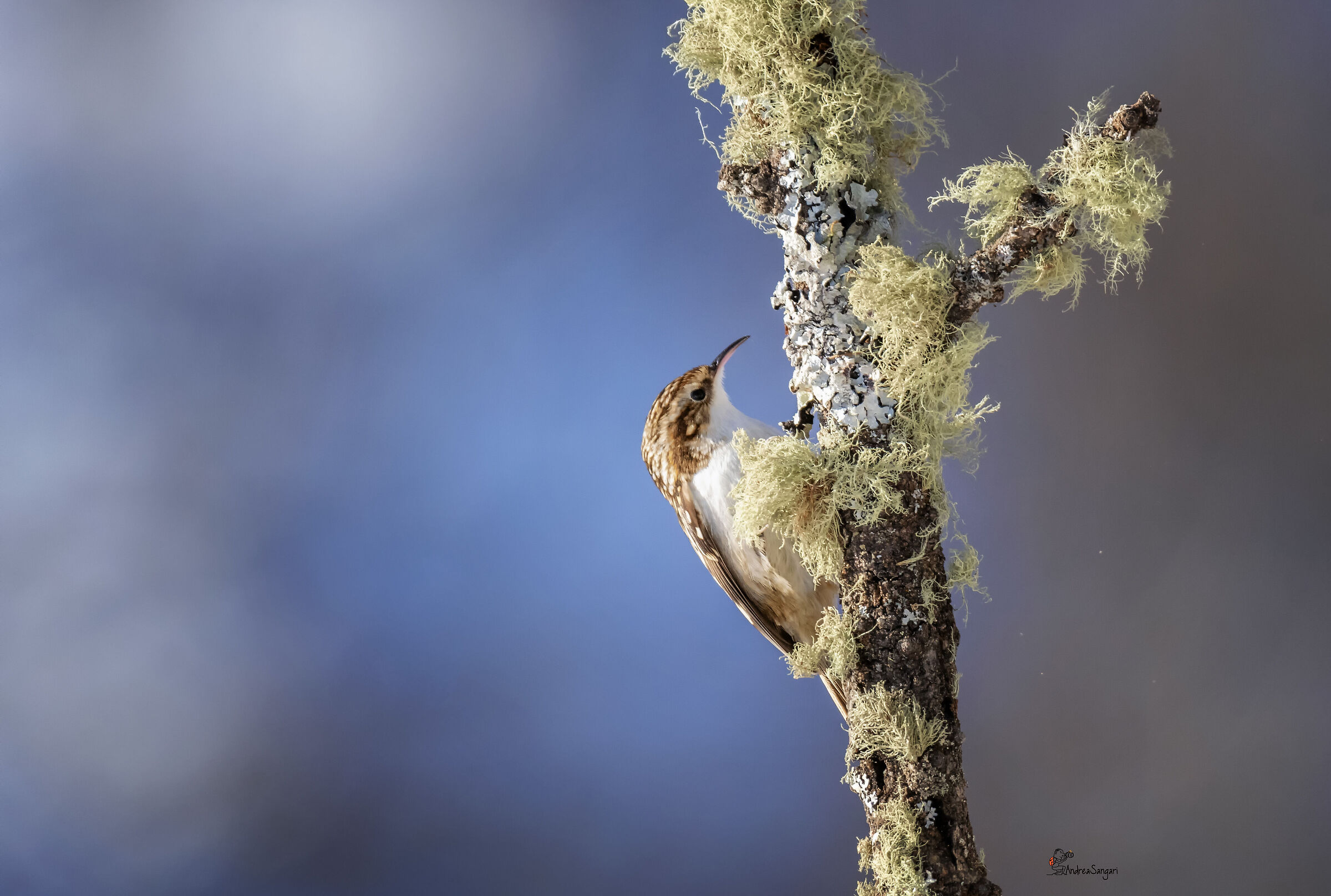The little alpestre grapple