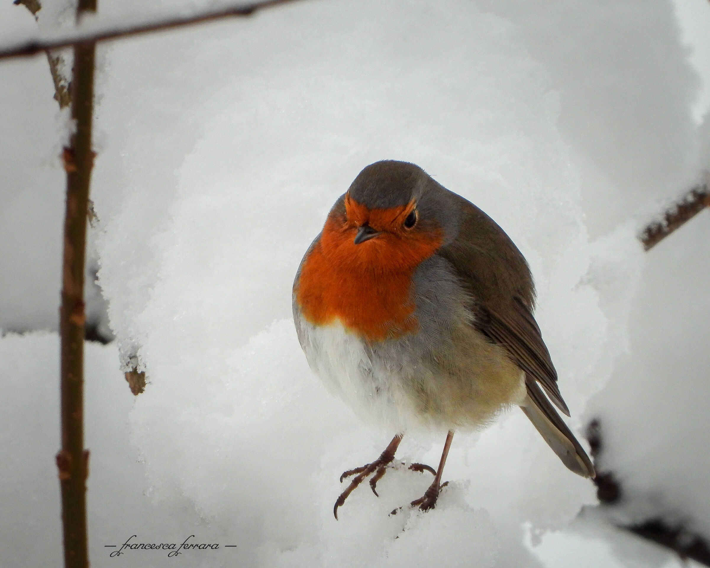 Pettirosso (Erithacus Rubecula)_3