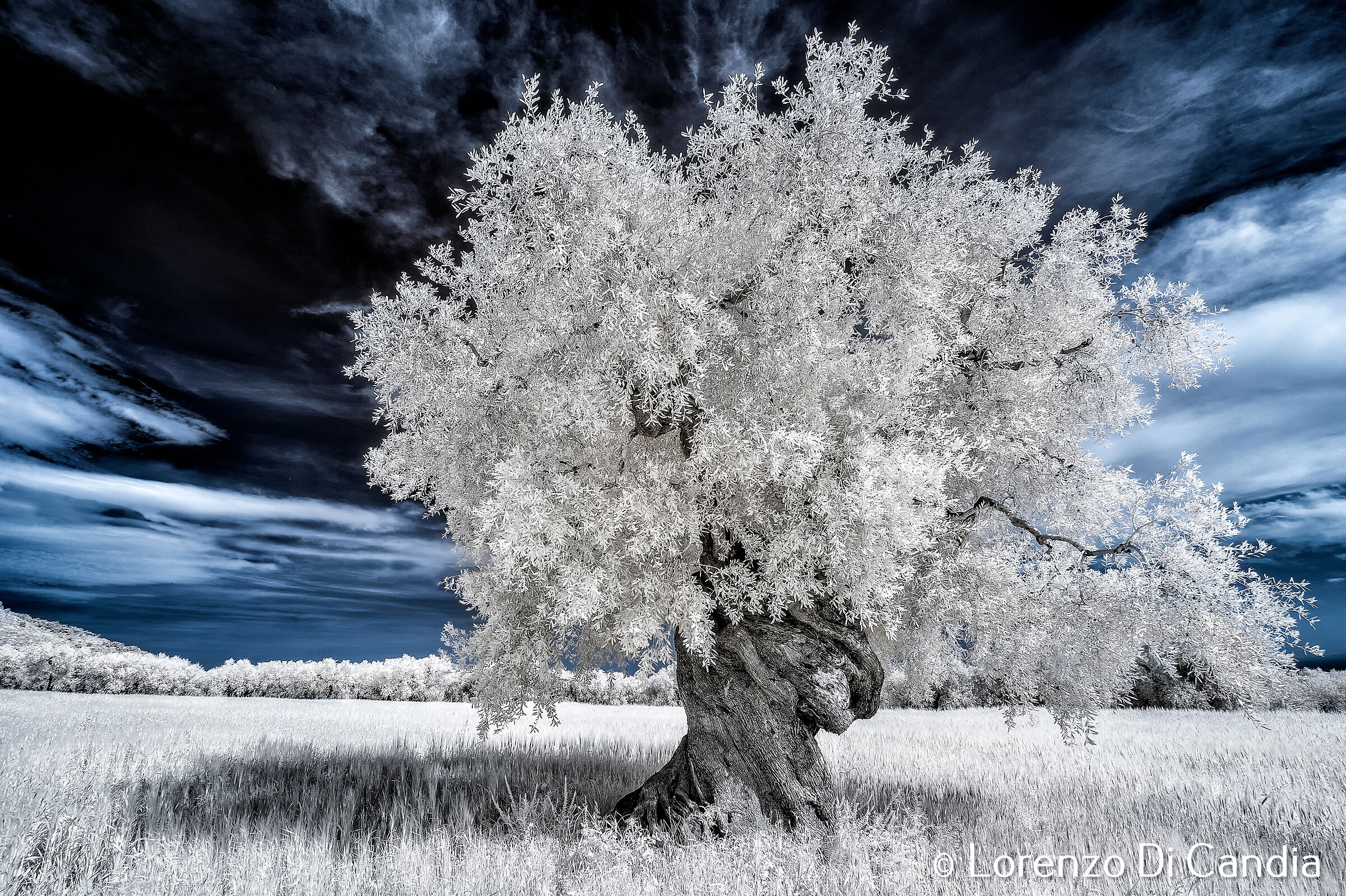 Centuries-old olive tree