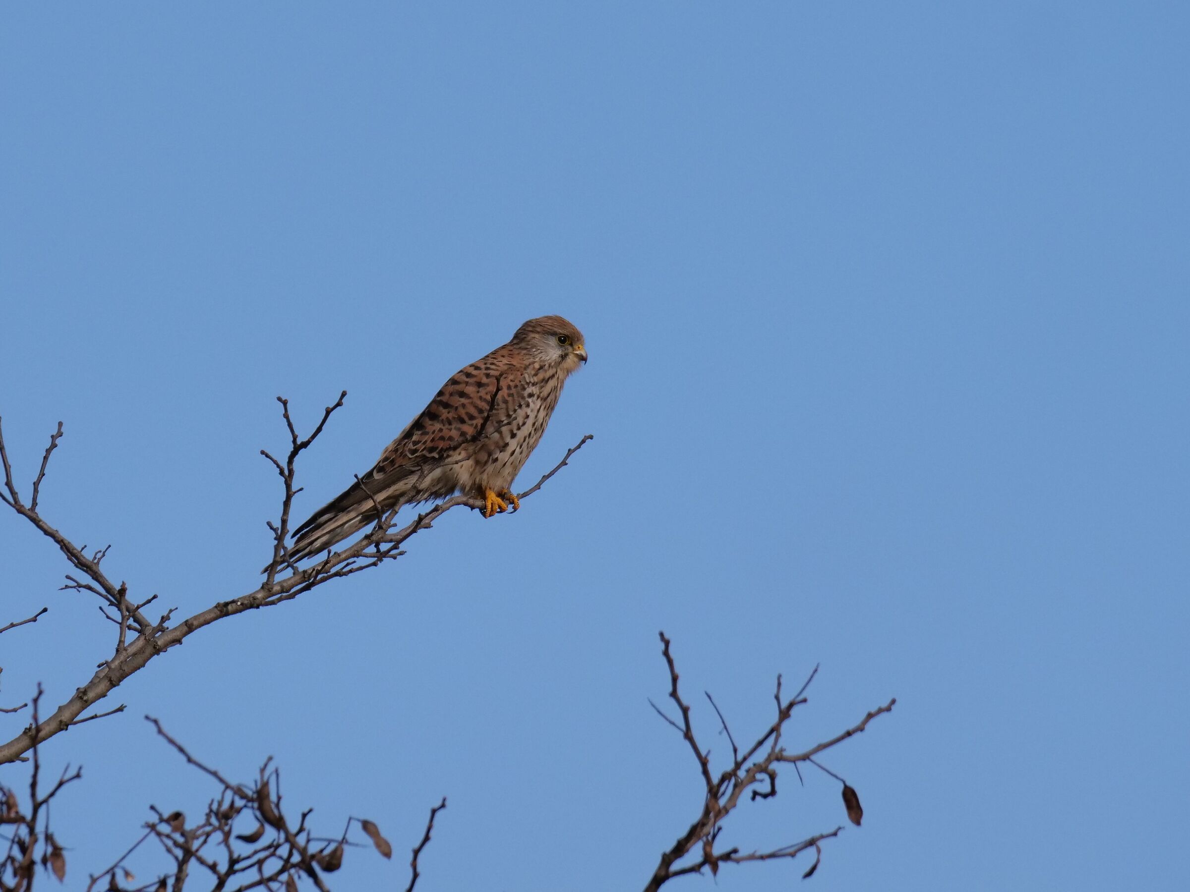 La sentinella (Falco tinninculus)