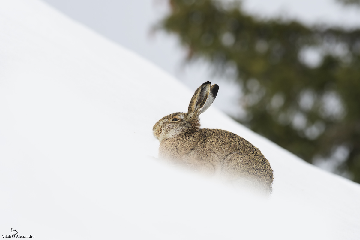 Common hare