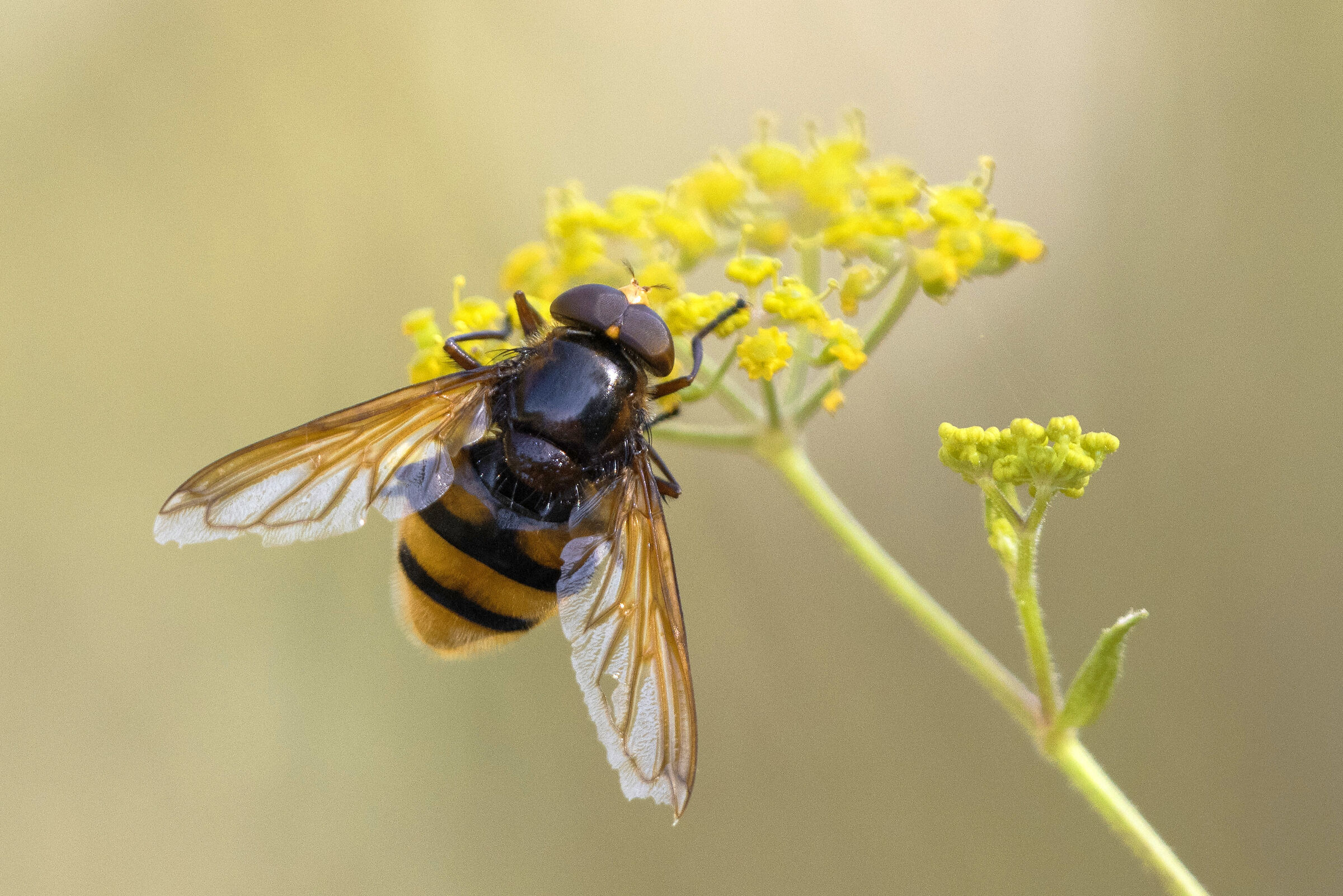 Zonary voluptuousness