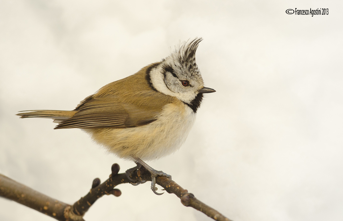 Crested Tit in the snow