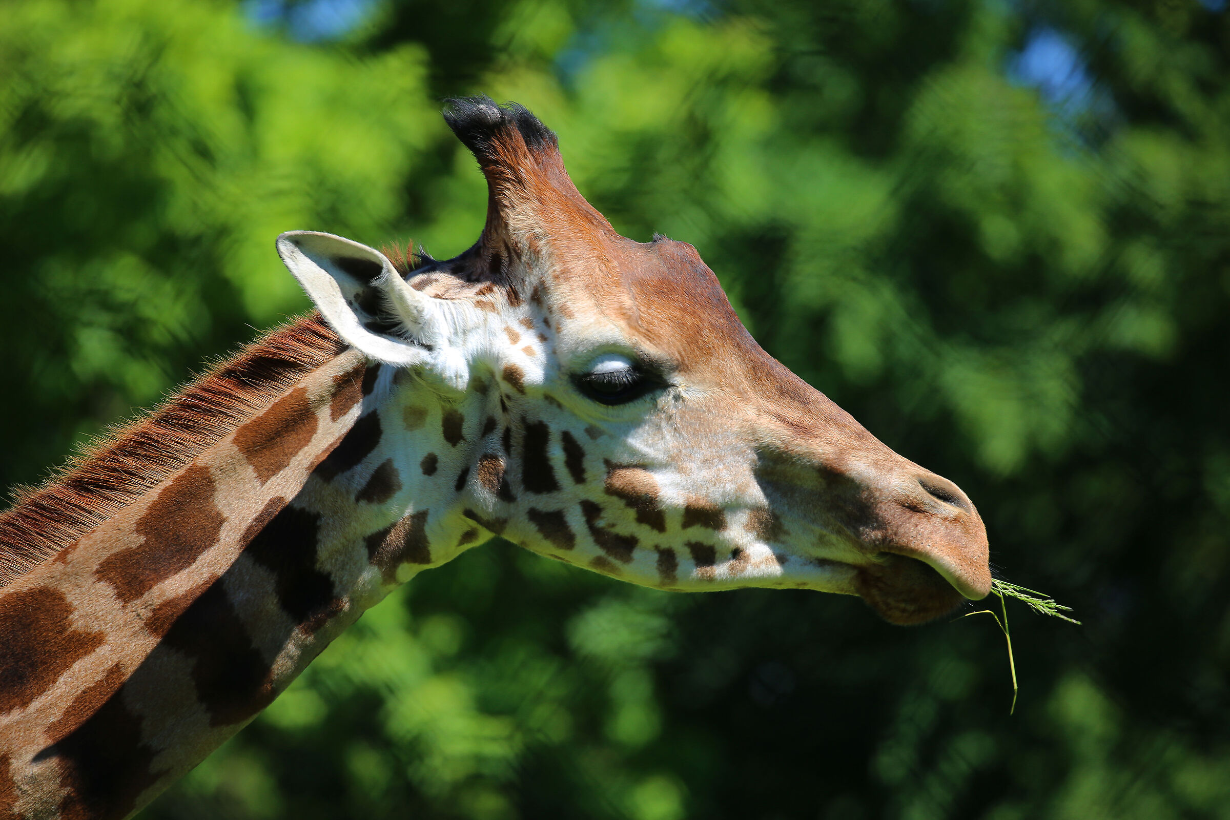 Giraffa