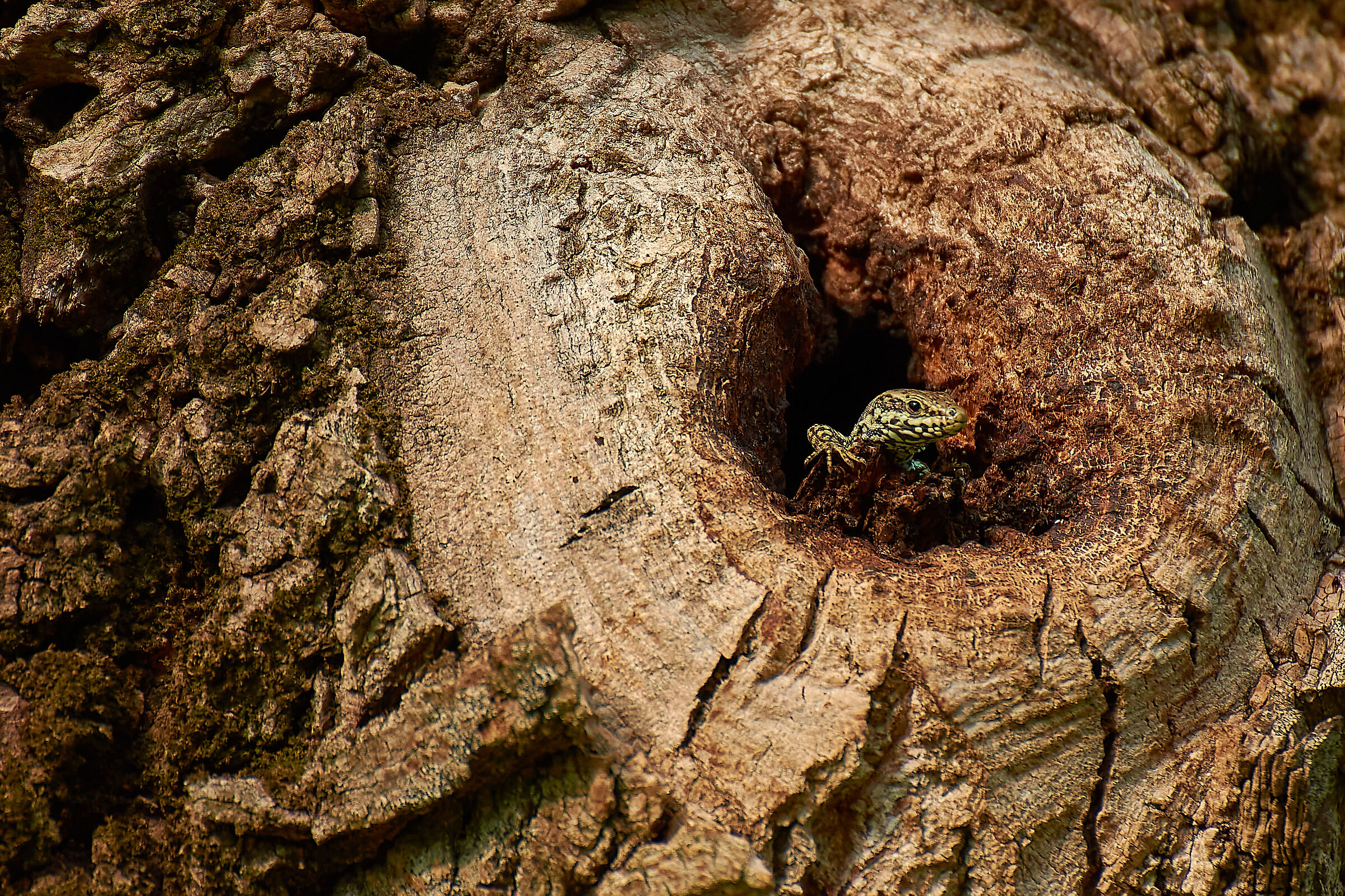 Affacciato al balcone.....