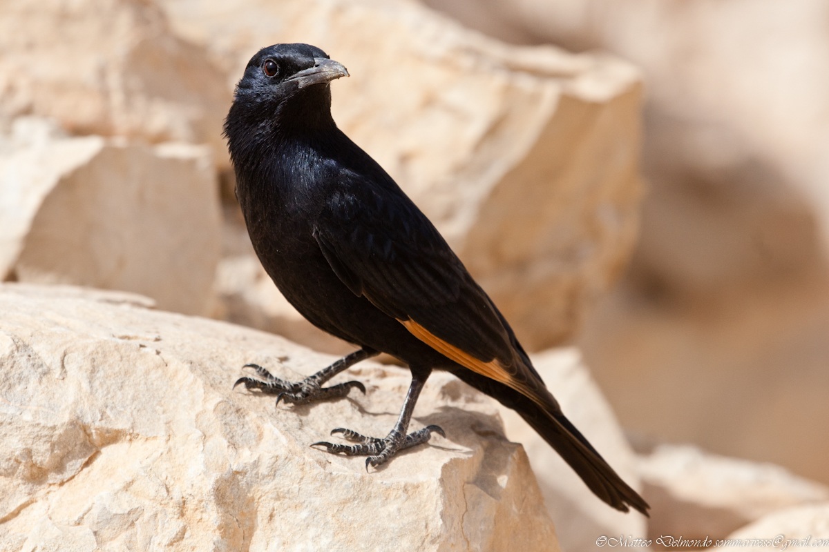 Reversal of the Middle East