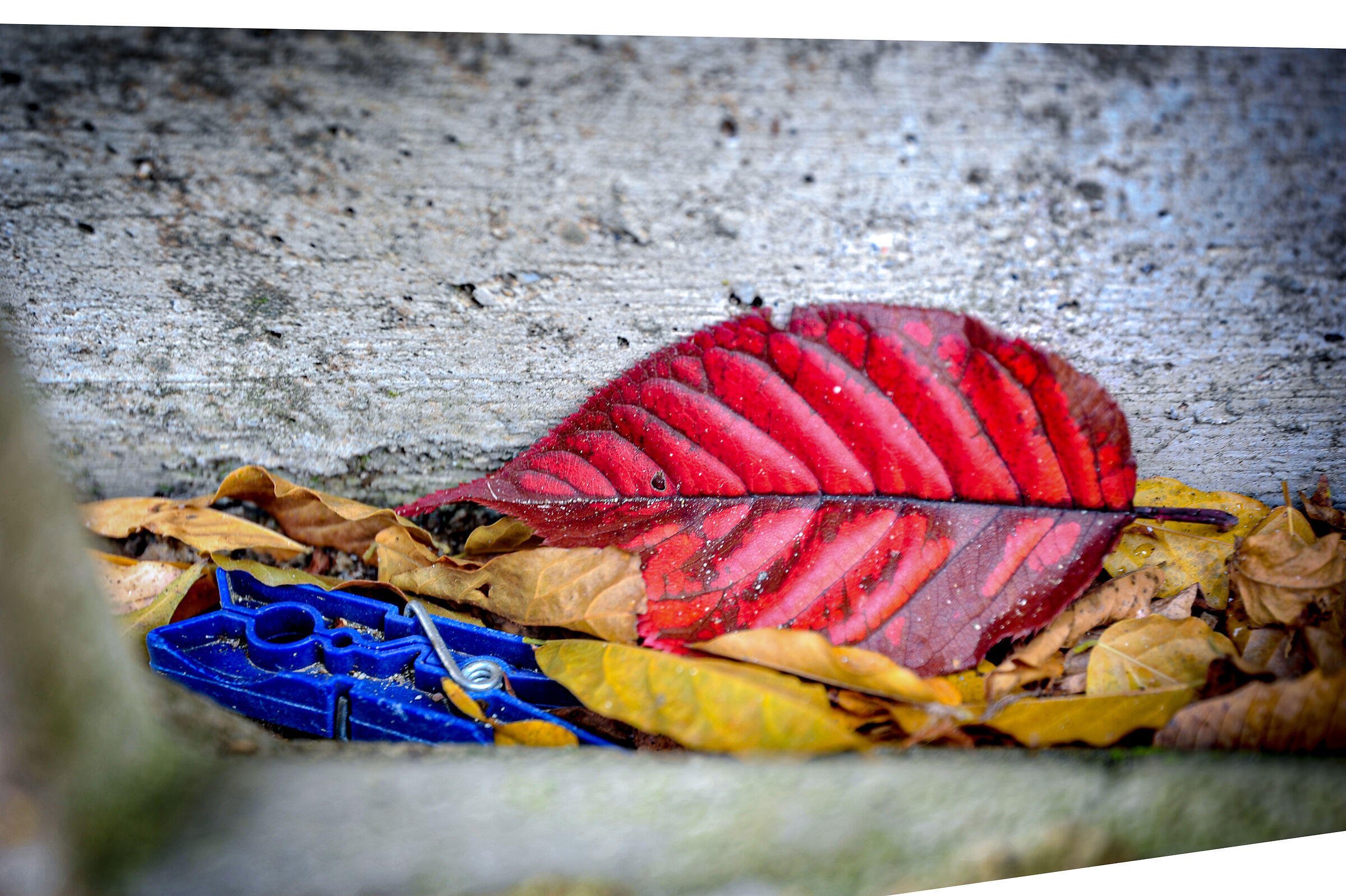 foglia di ciliegio e molletta
