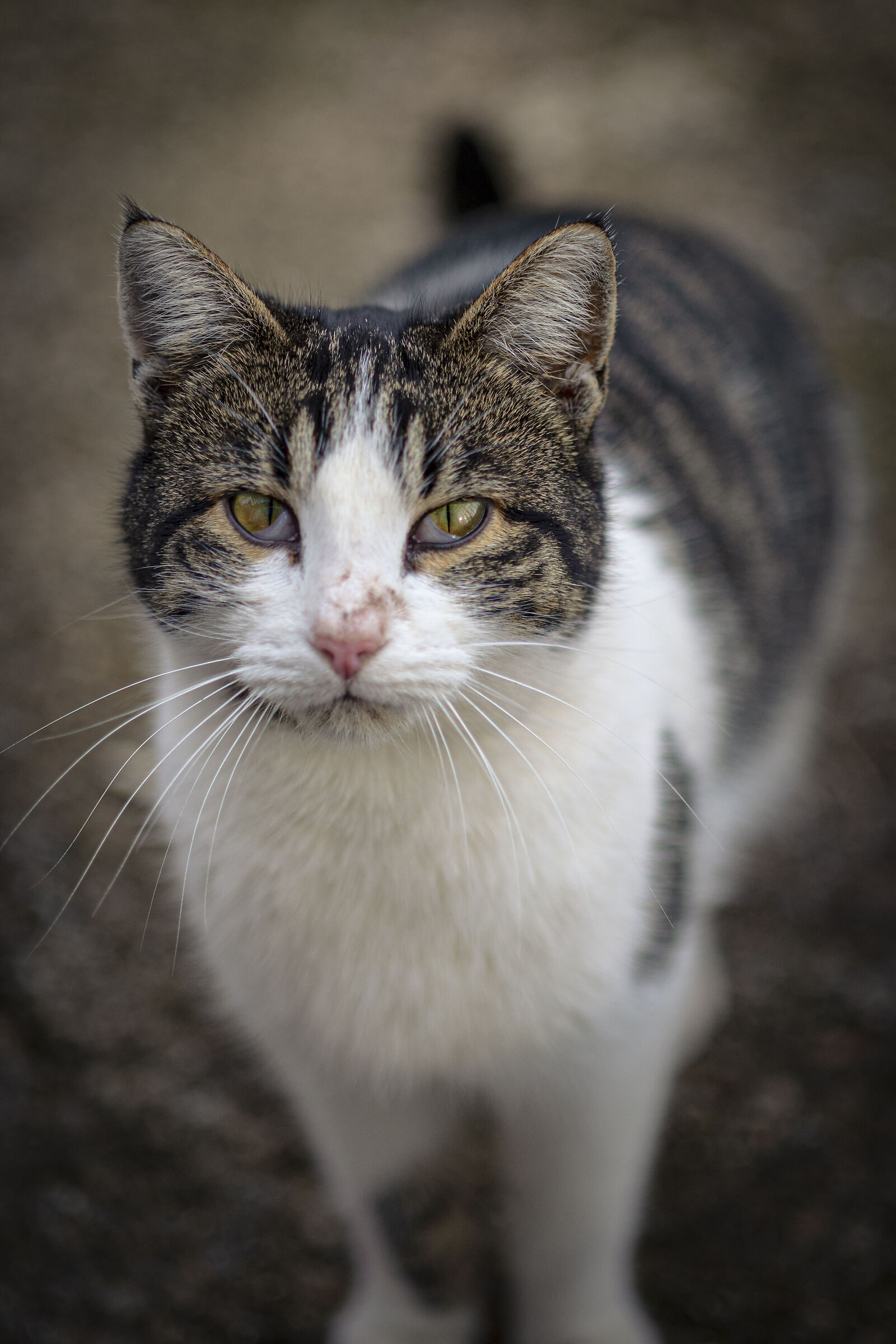 cat scrotum and grown