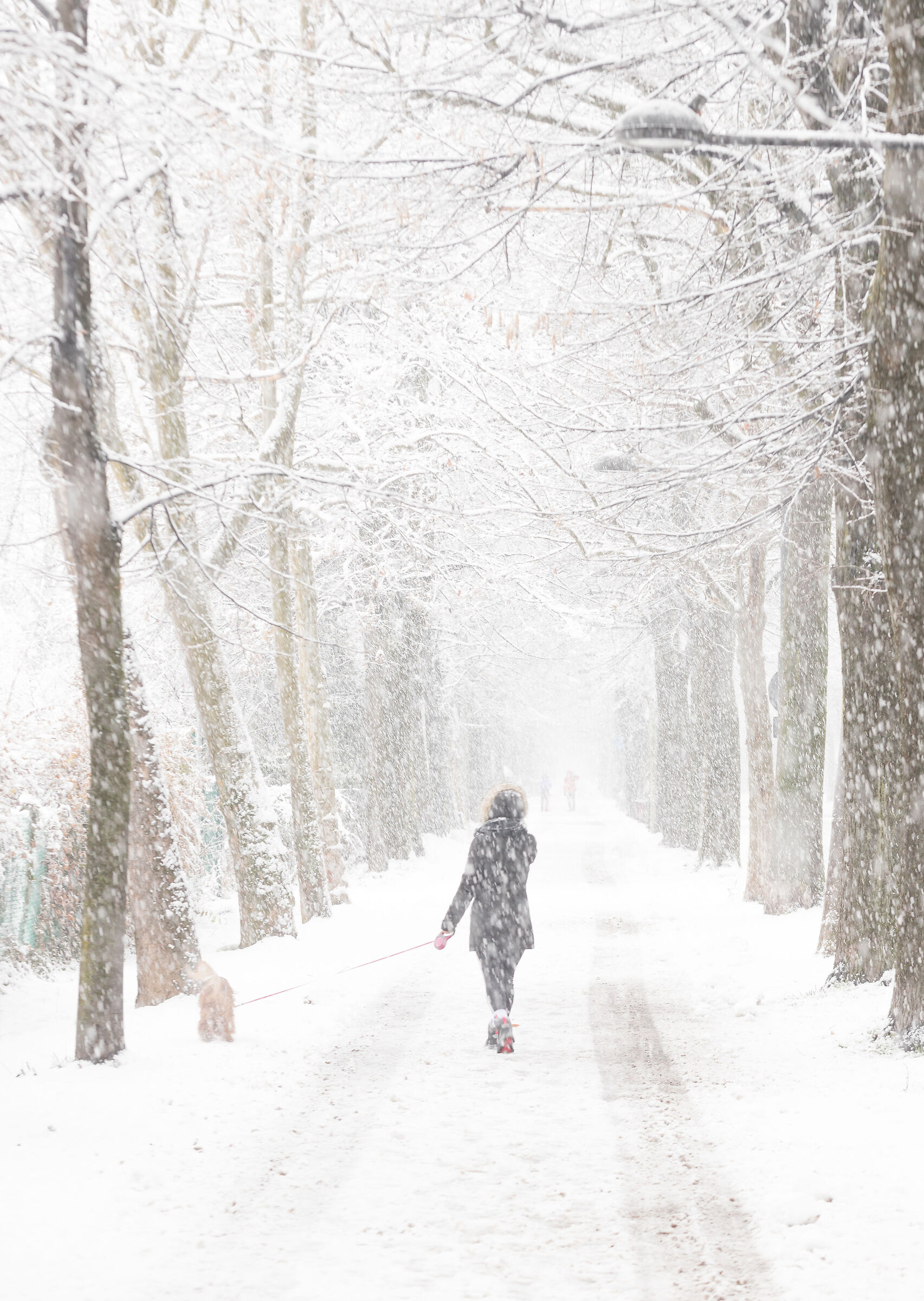 Il Viale degli Angeli  (cuneo)