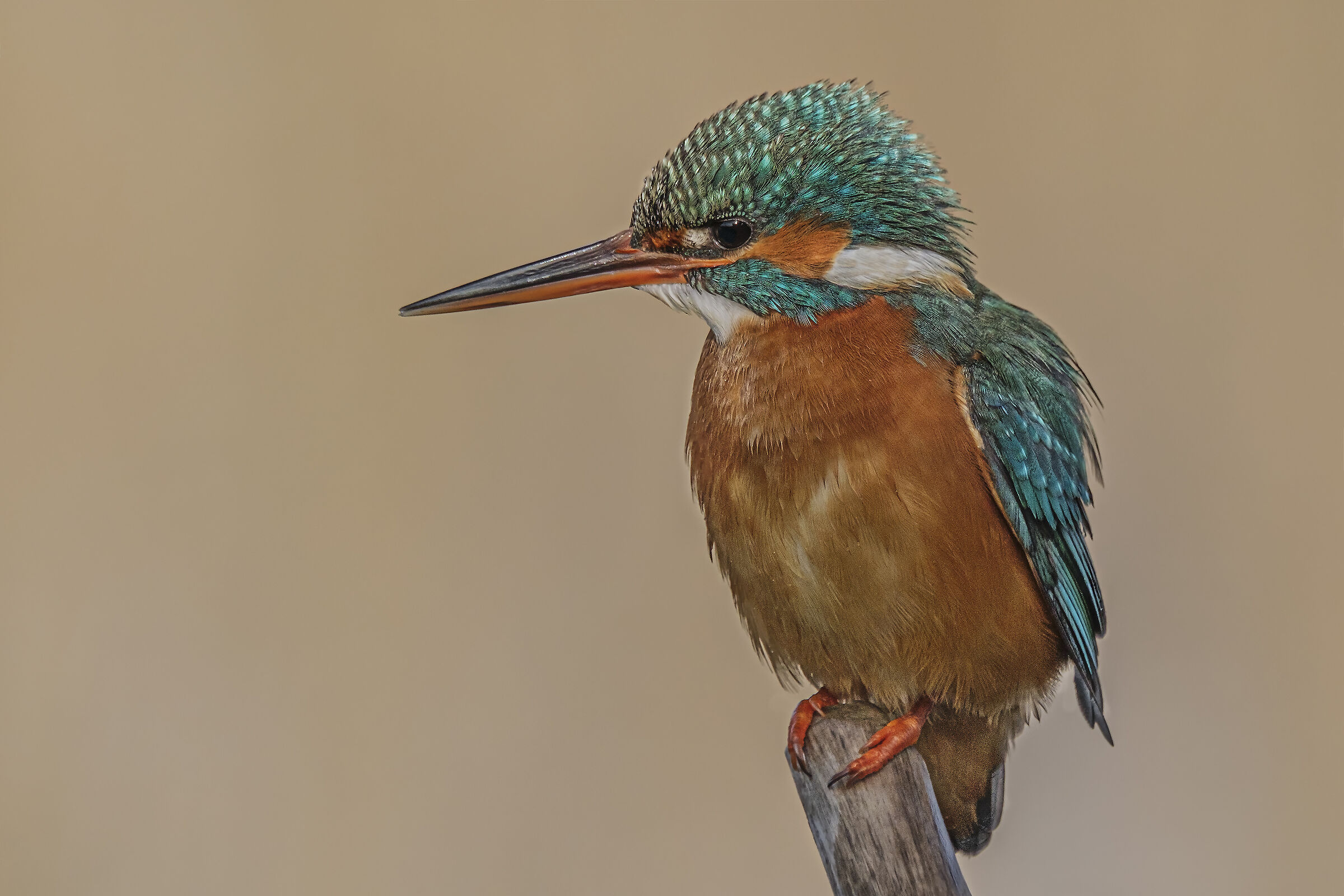 Martin pescatore femmina