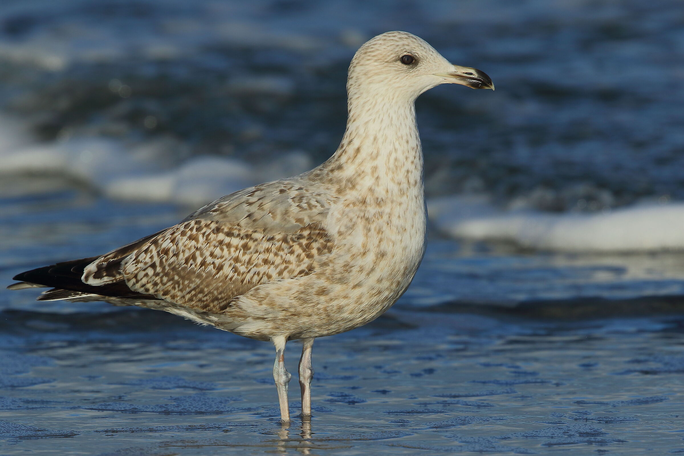 Nordic Royal Seagull
