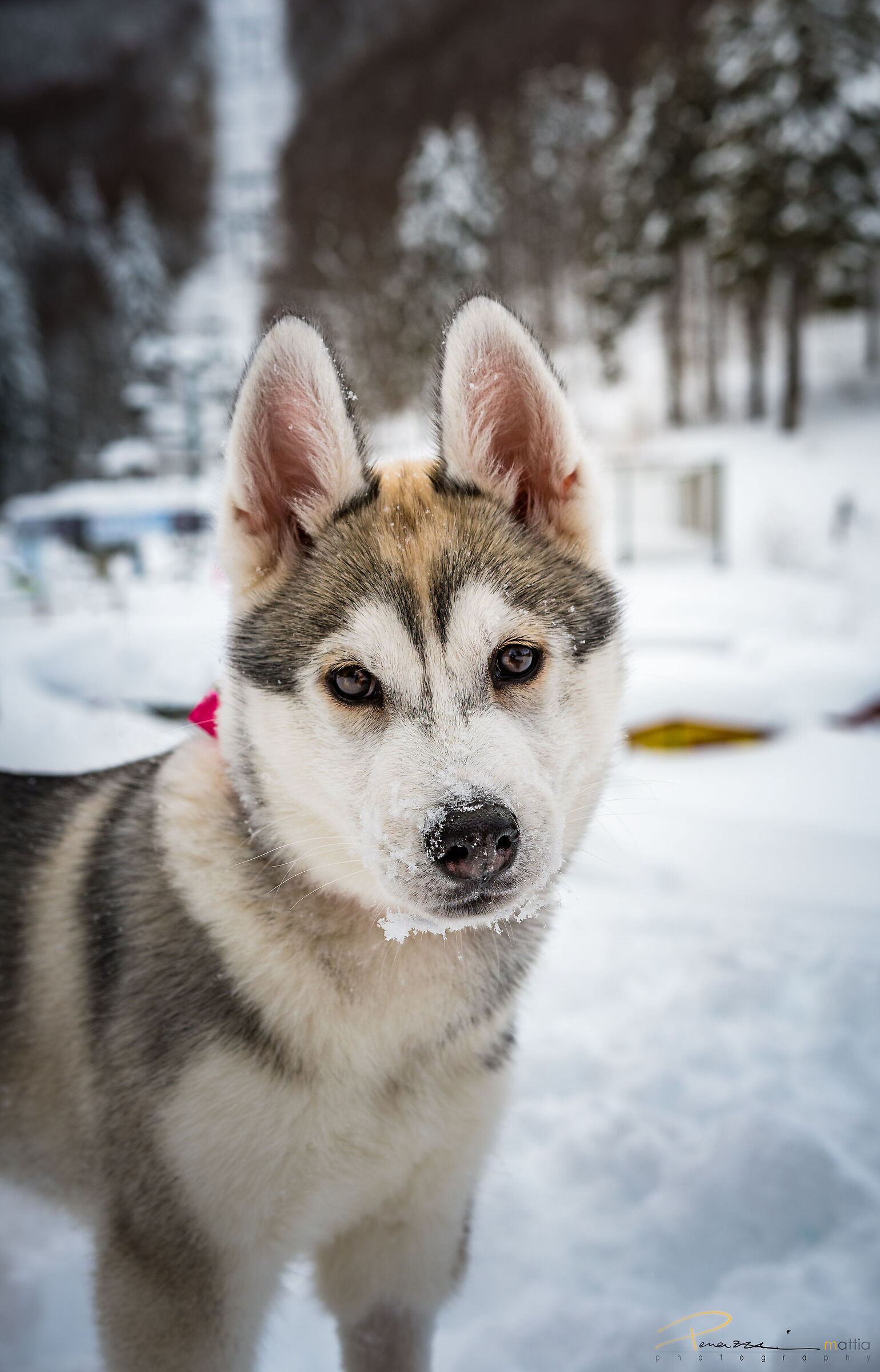 Nora, the Siberian Husky