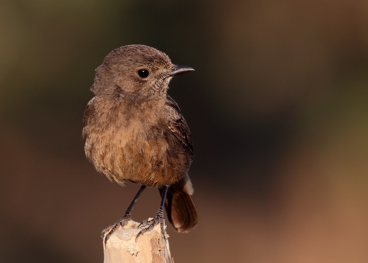 Pied Bushchat: Female.