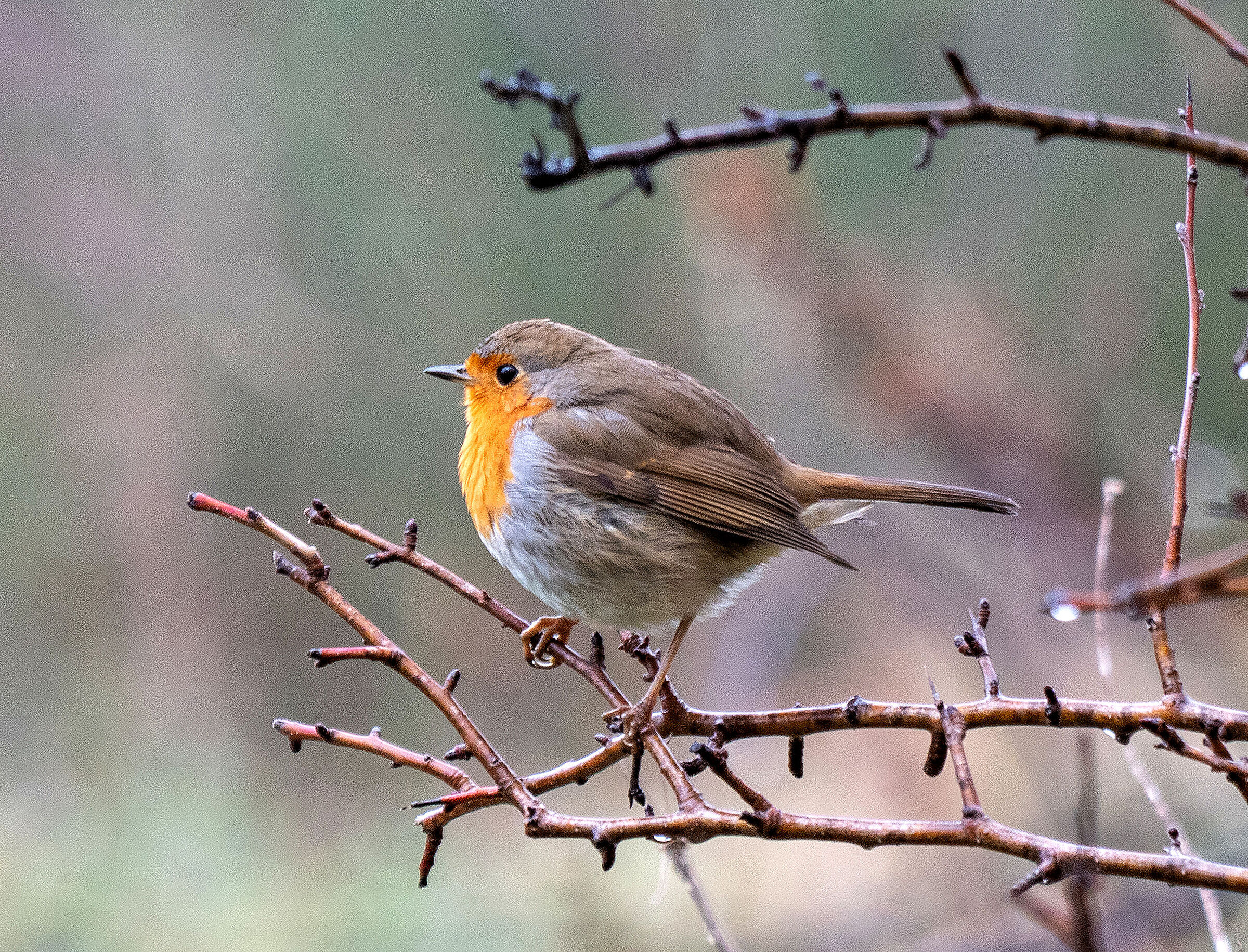 Pettirosso infreddolito