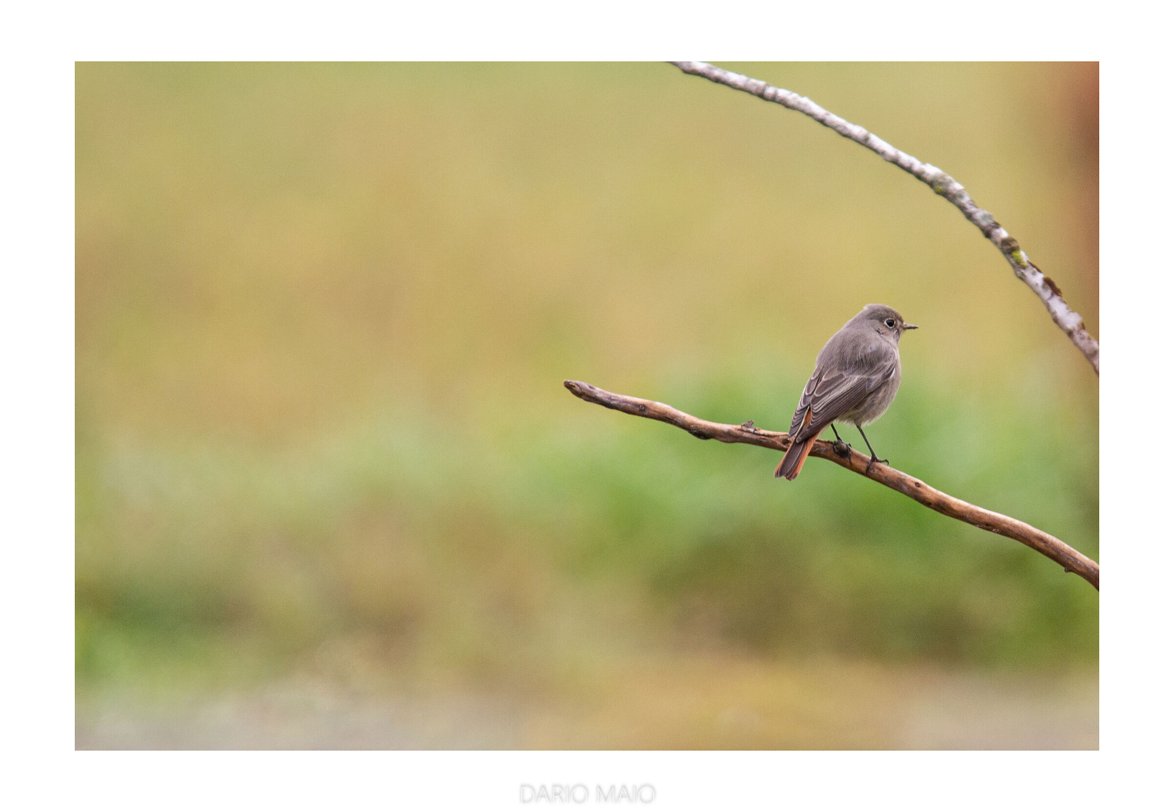 Codirosso sweeps fireplace on canvas.