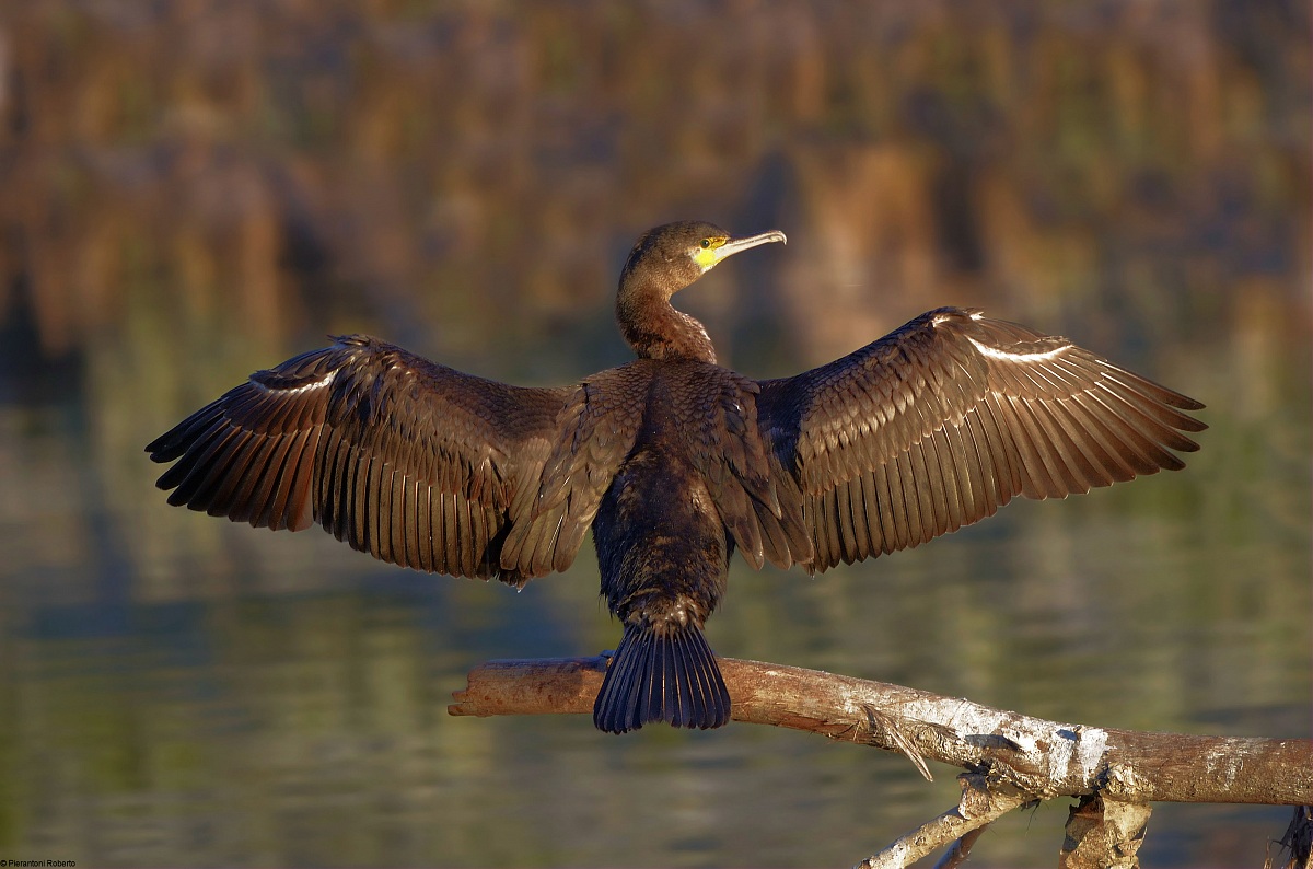 Cormorano