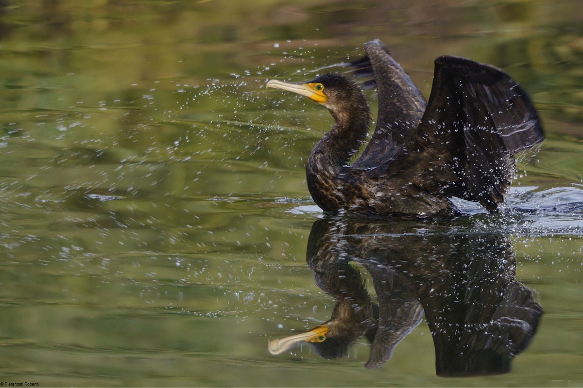 Cormorant