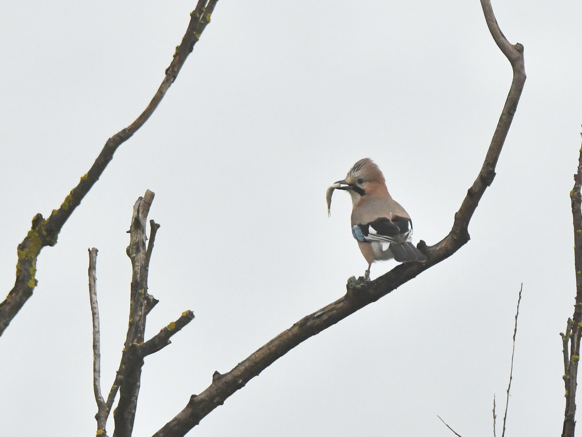 ghiandaia con pesciolino...