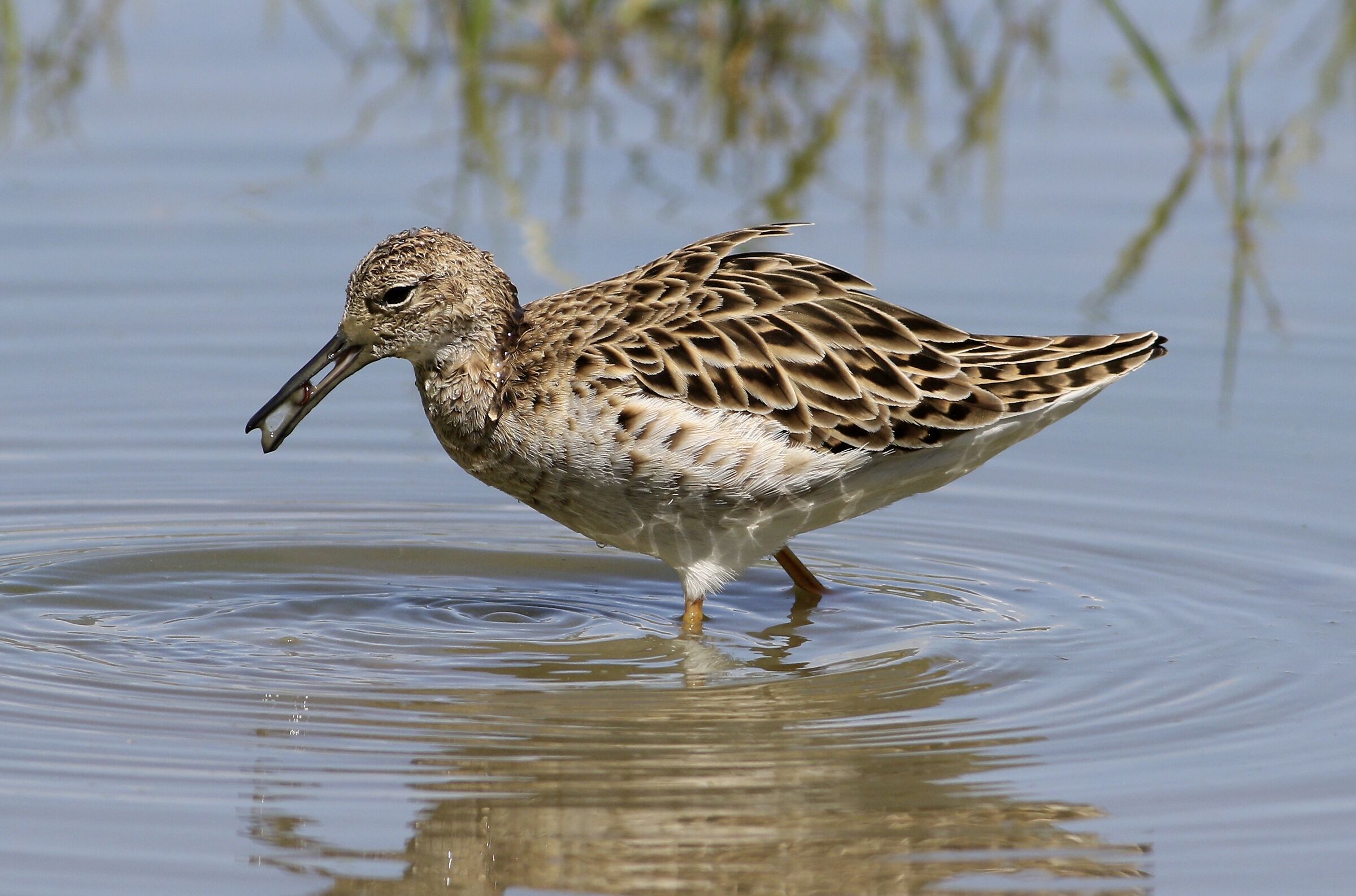 Spuntino del Combattente