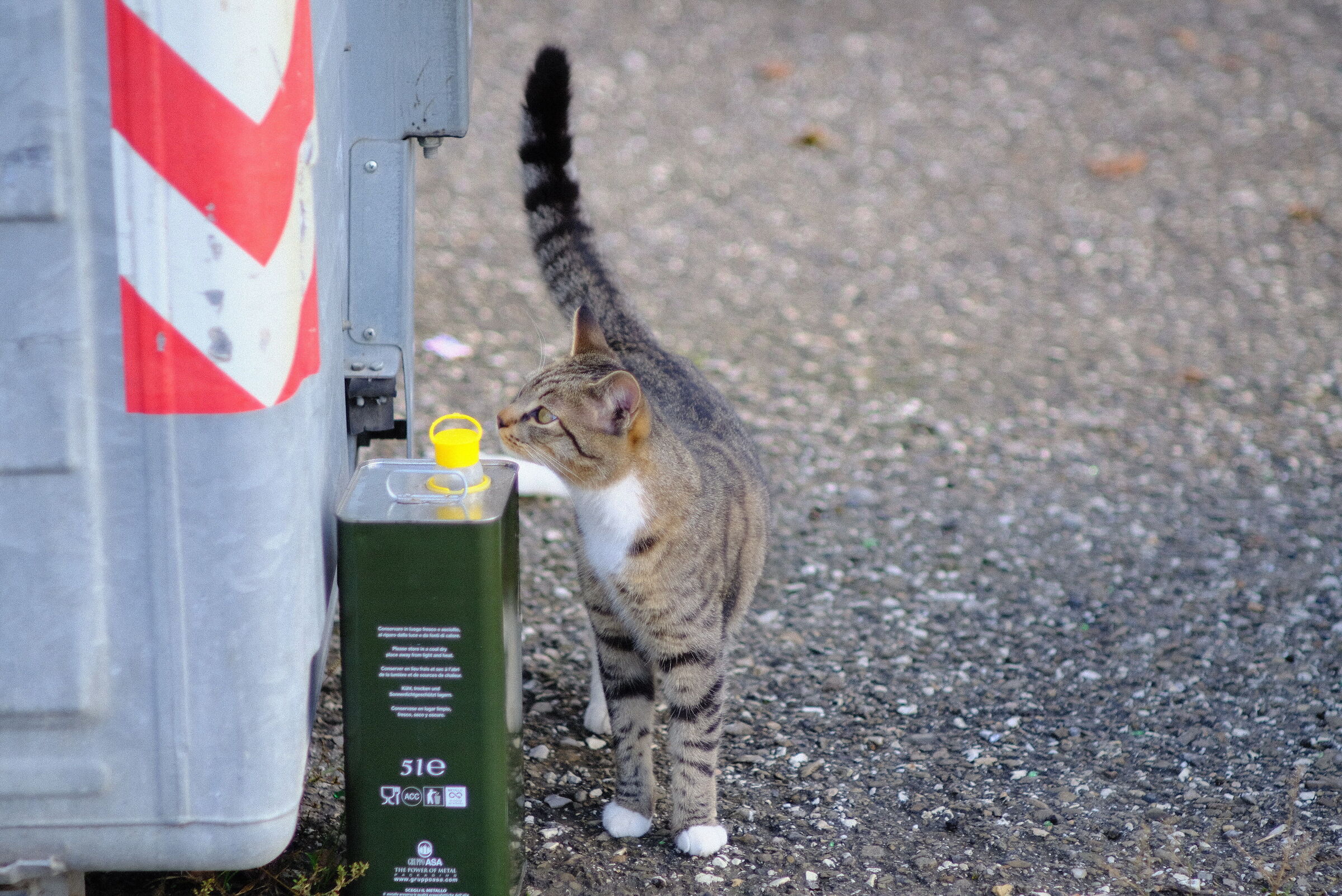 gatto fuji xt2 con canon FD 85 f1.8