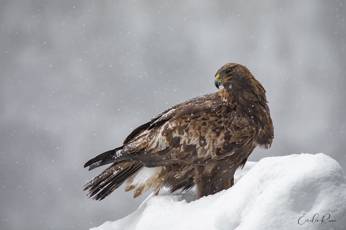 aquila reale -Alpi Italiane-