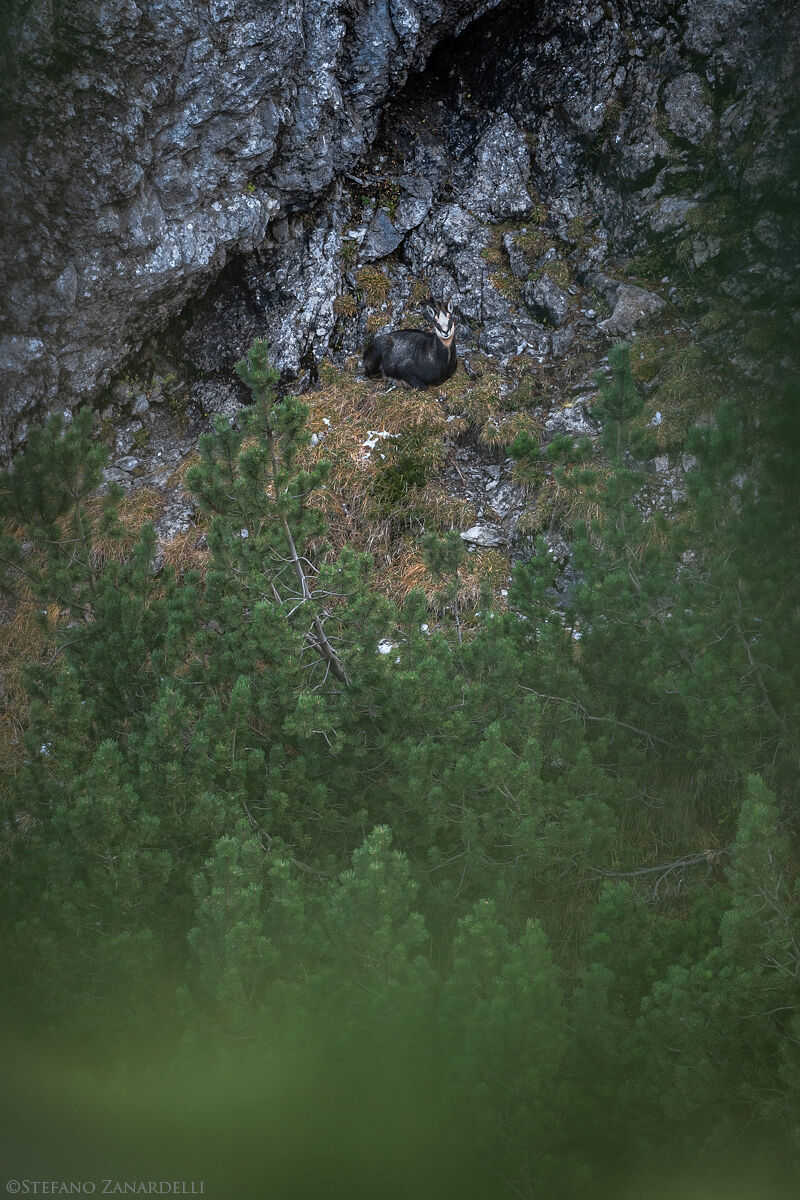 Camoscio
