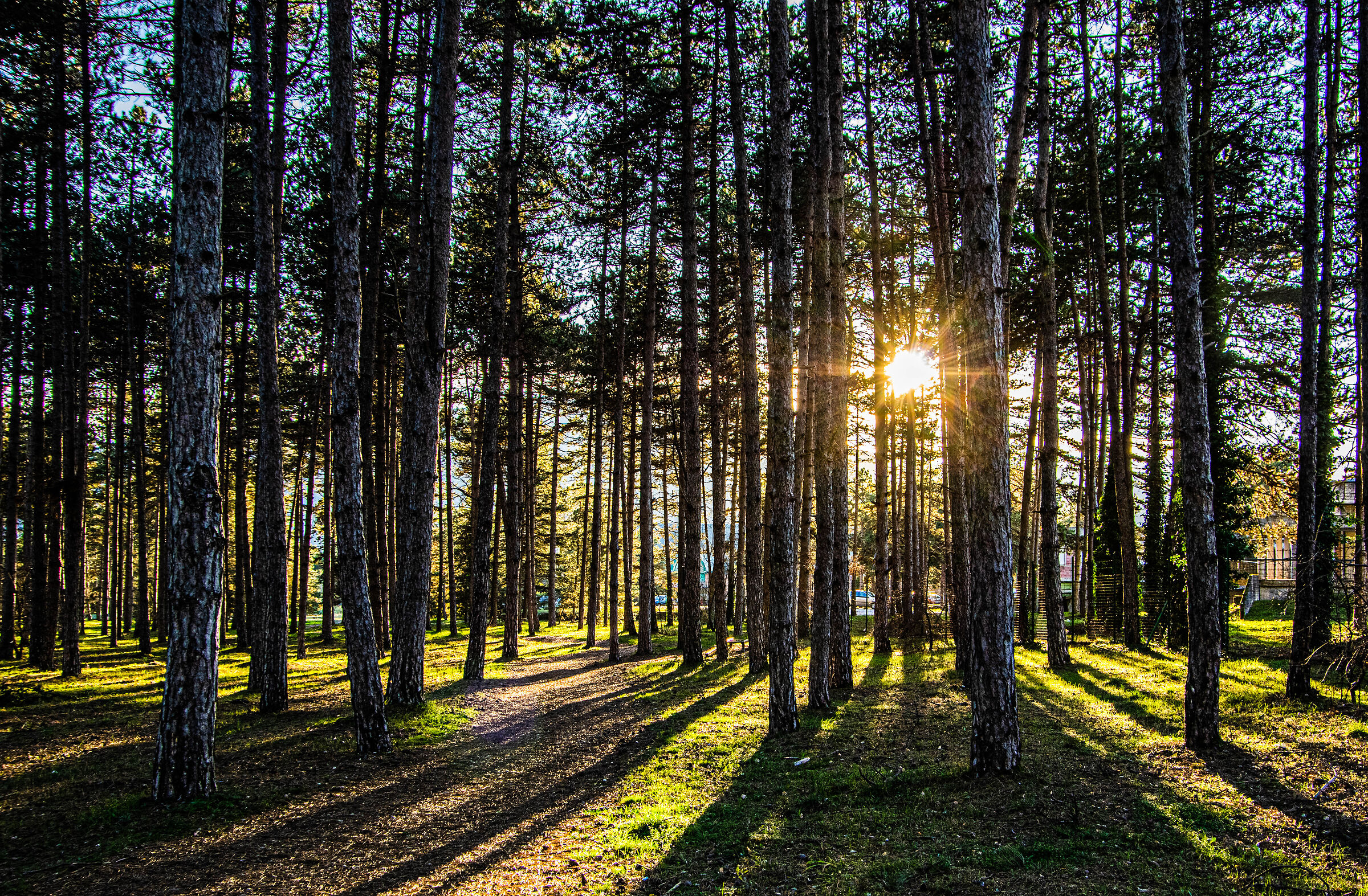A sunset in Pine forest